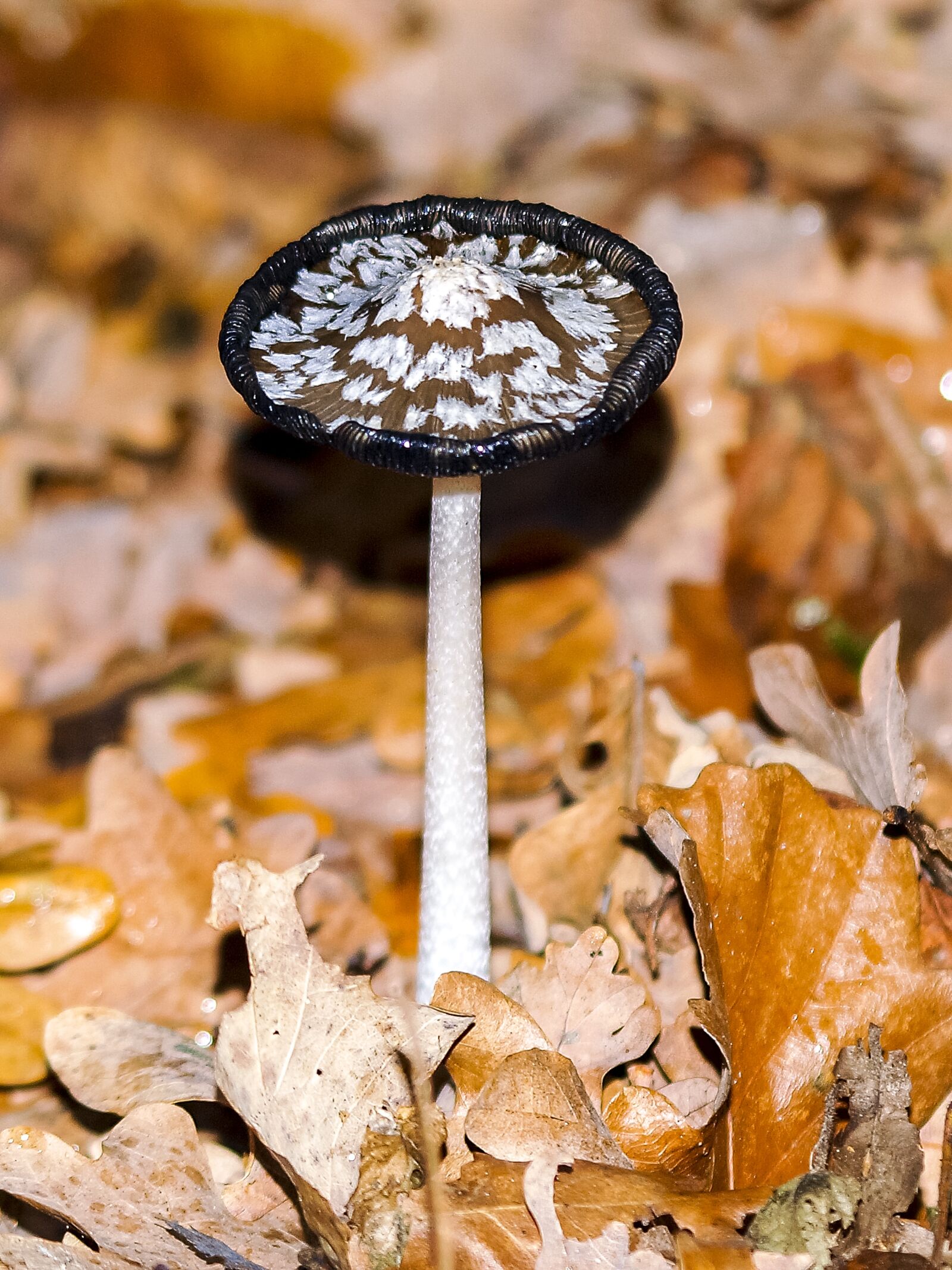 Olympus E-3 sample photo. Mushroom, forest, autumn photography