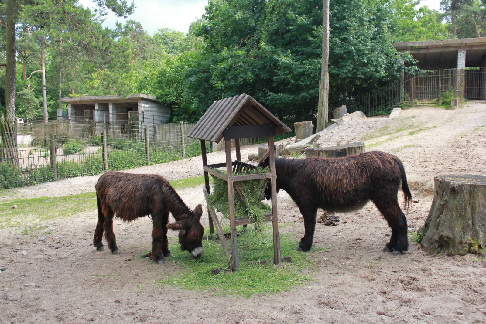 Canon EOS 550D (EOS Rebel T2i / EOS Kiss X4) sample photo. Zoo, donkeys, animals photography