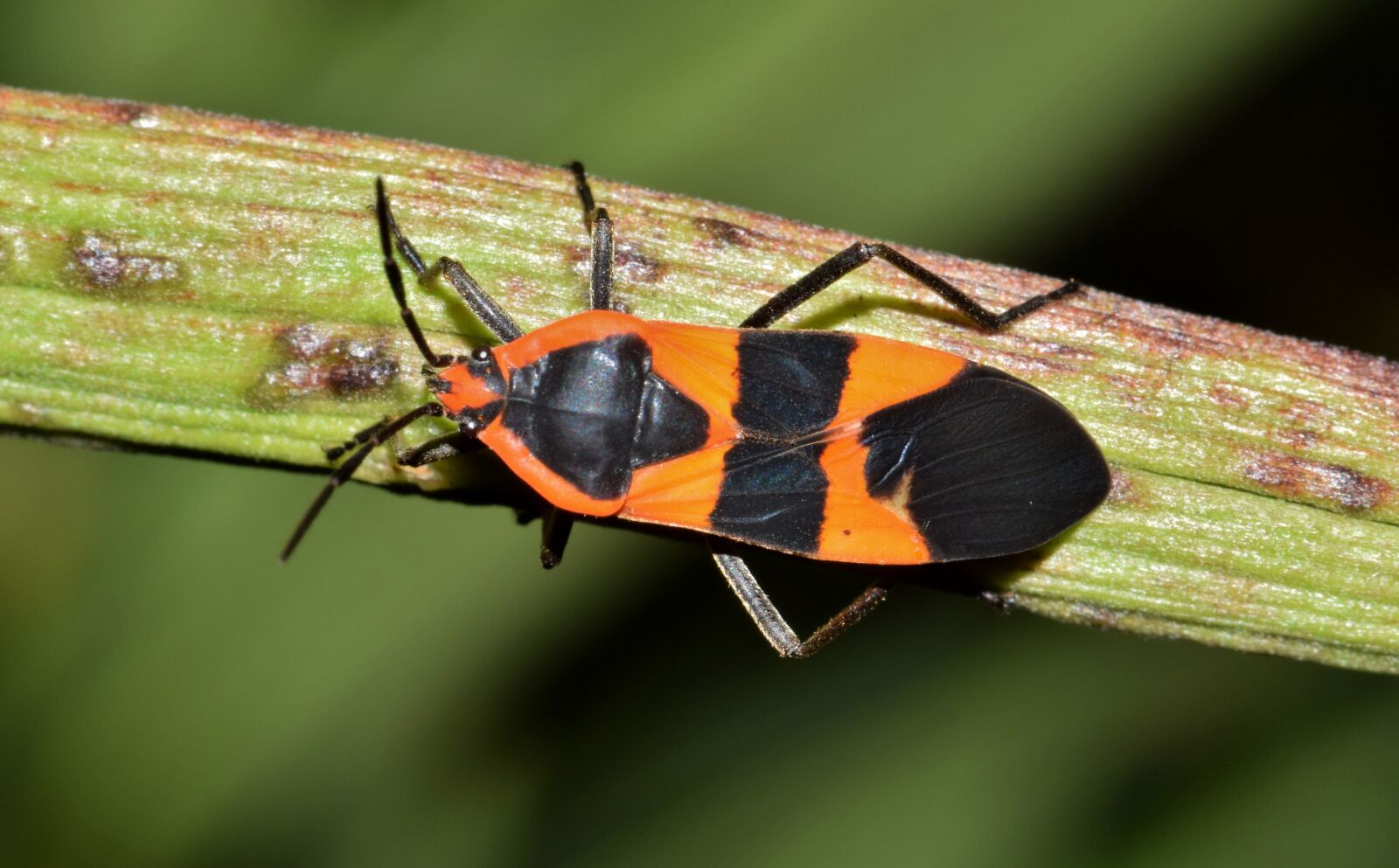 Nikon D5300 sample photo. Large milkweed bug, bug photography