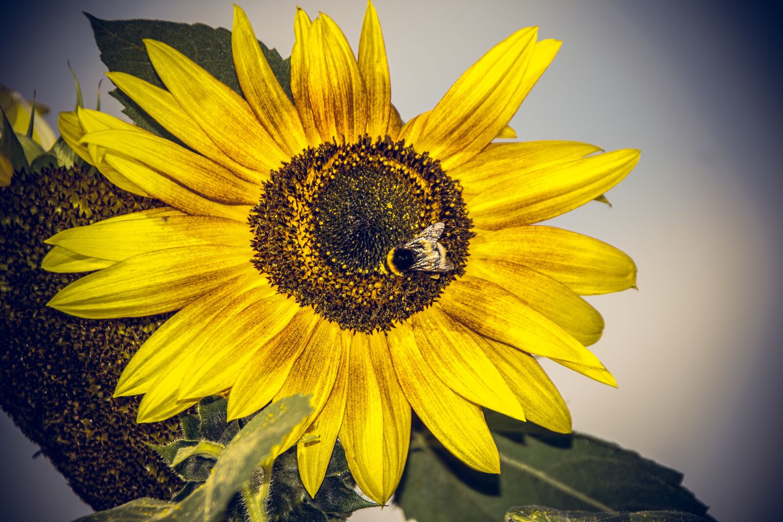 Sony ILCA-77M2 sample photo. Sunflower, blossom, bloom photography