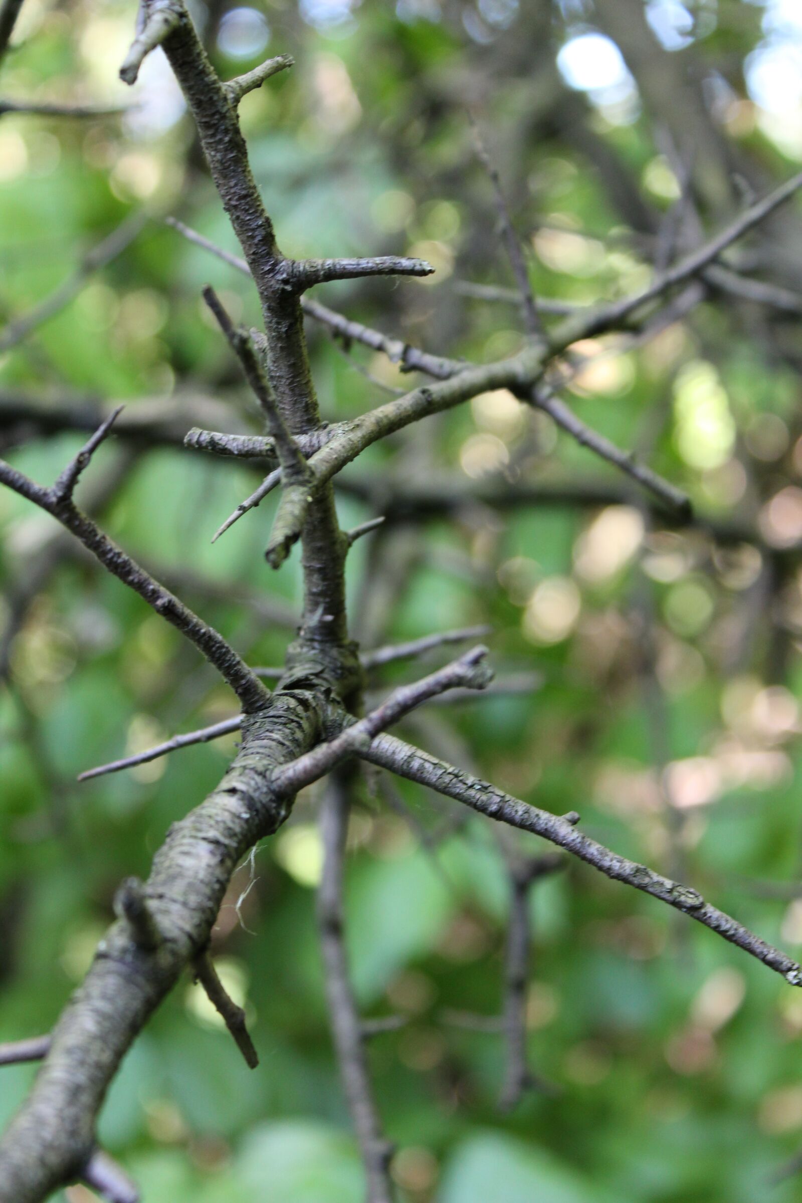 Canon EOS 1300D (EOS Rebel T6 / EOS Kiss X80) sample photo. Tree, sting, nature photography
