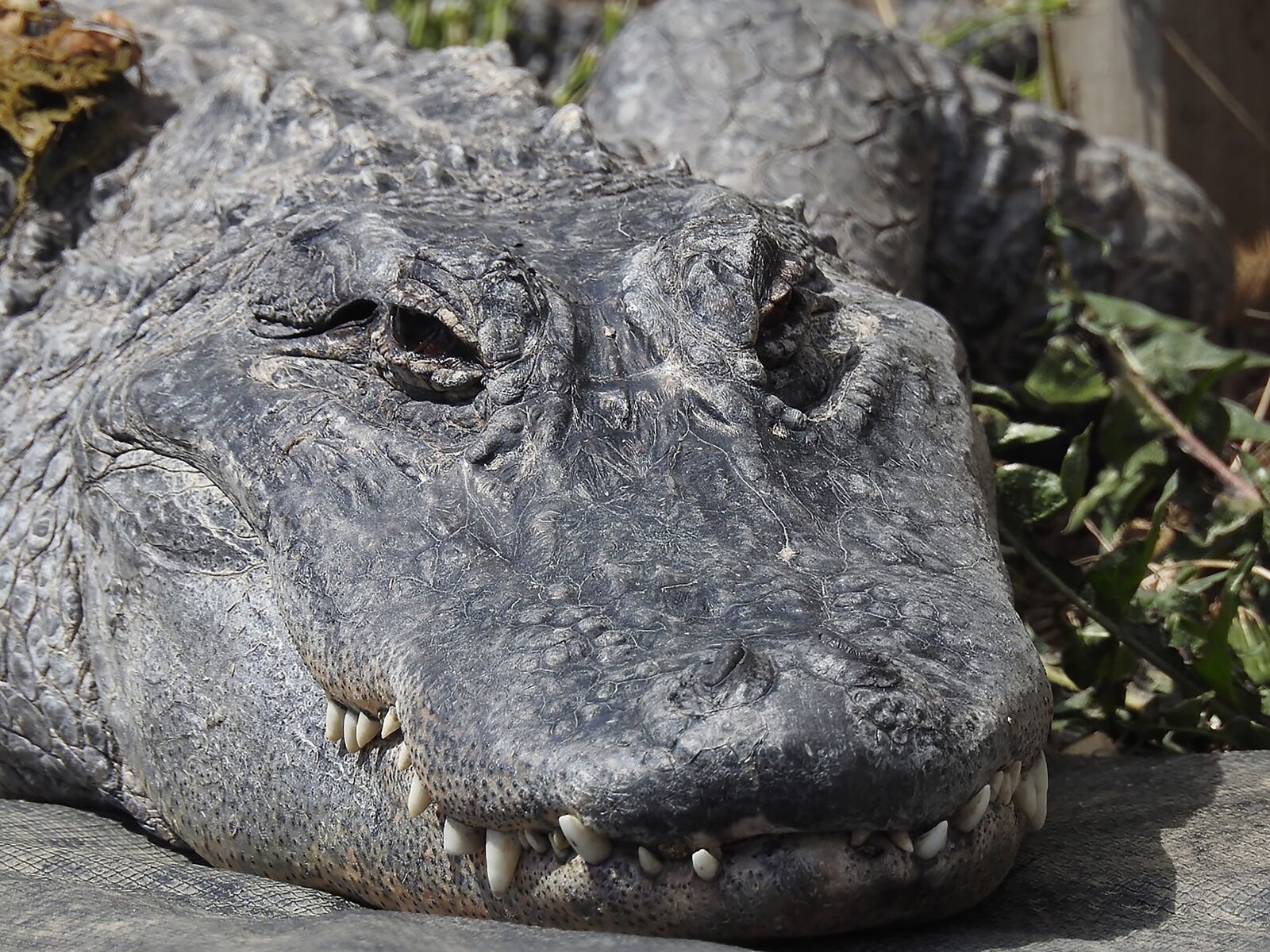Nikon Coolpix P900 sample photo. Animal, wildlife, danger photography