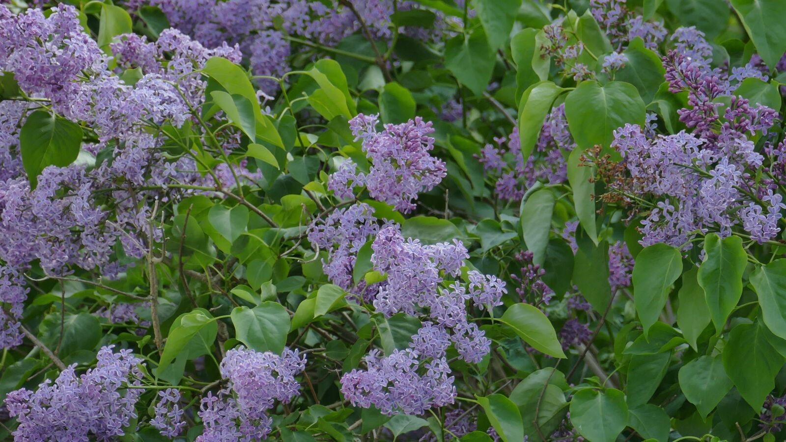 Leica V-Lux (Typ 114) sample photo. Lilac, green, bush photography