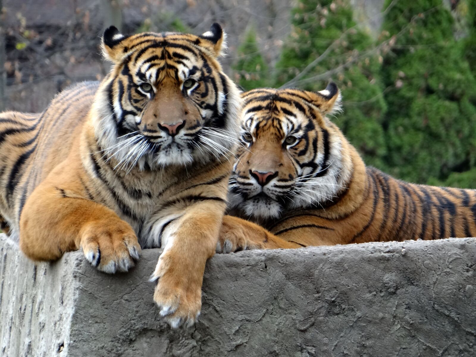 Sony DSC-HX200V sample photo. Sumatran tiger, nature, predator photography