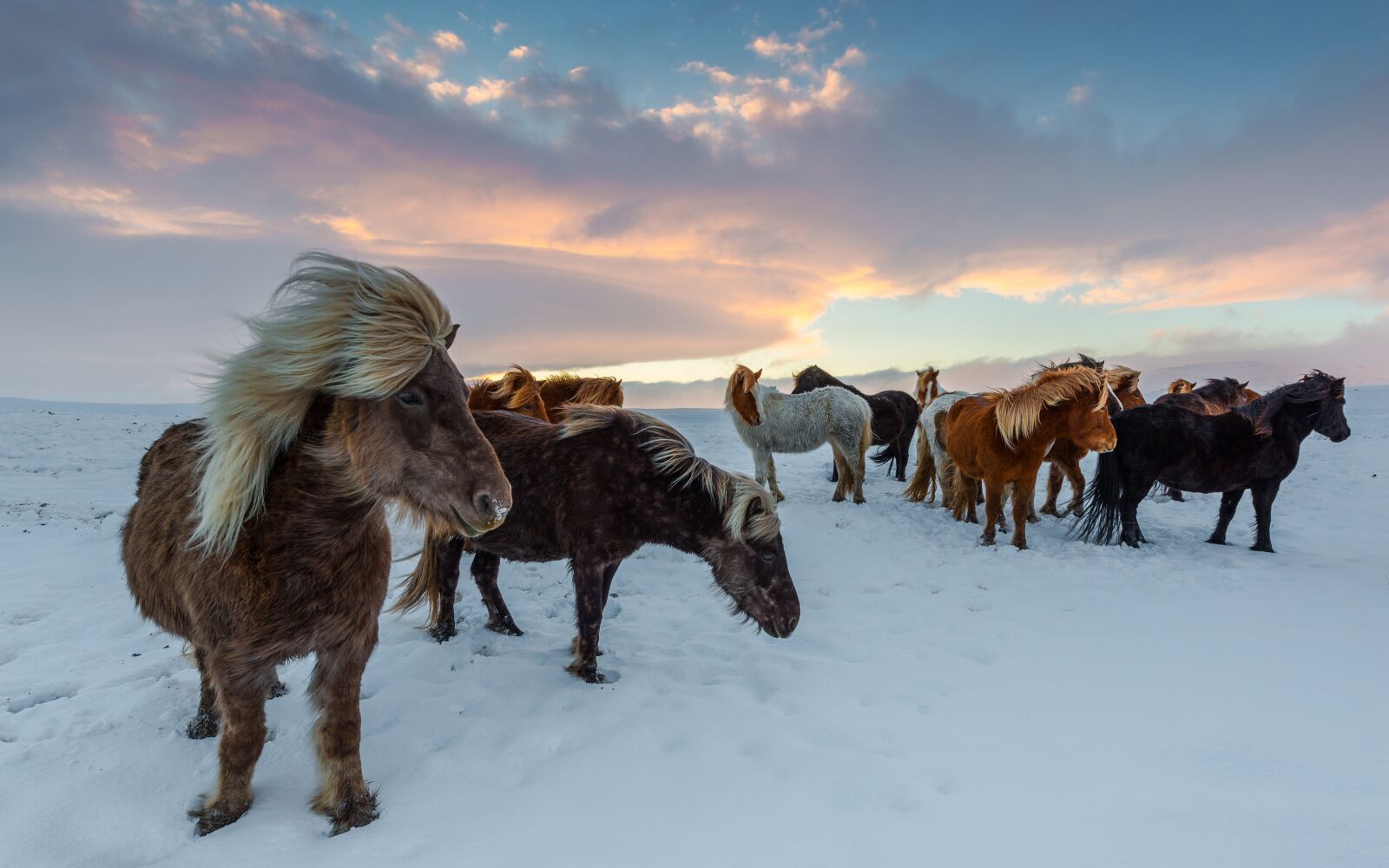 Nikon D800 sample photo. Iceland horses, winter, frosty photography