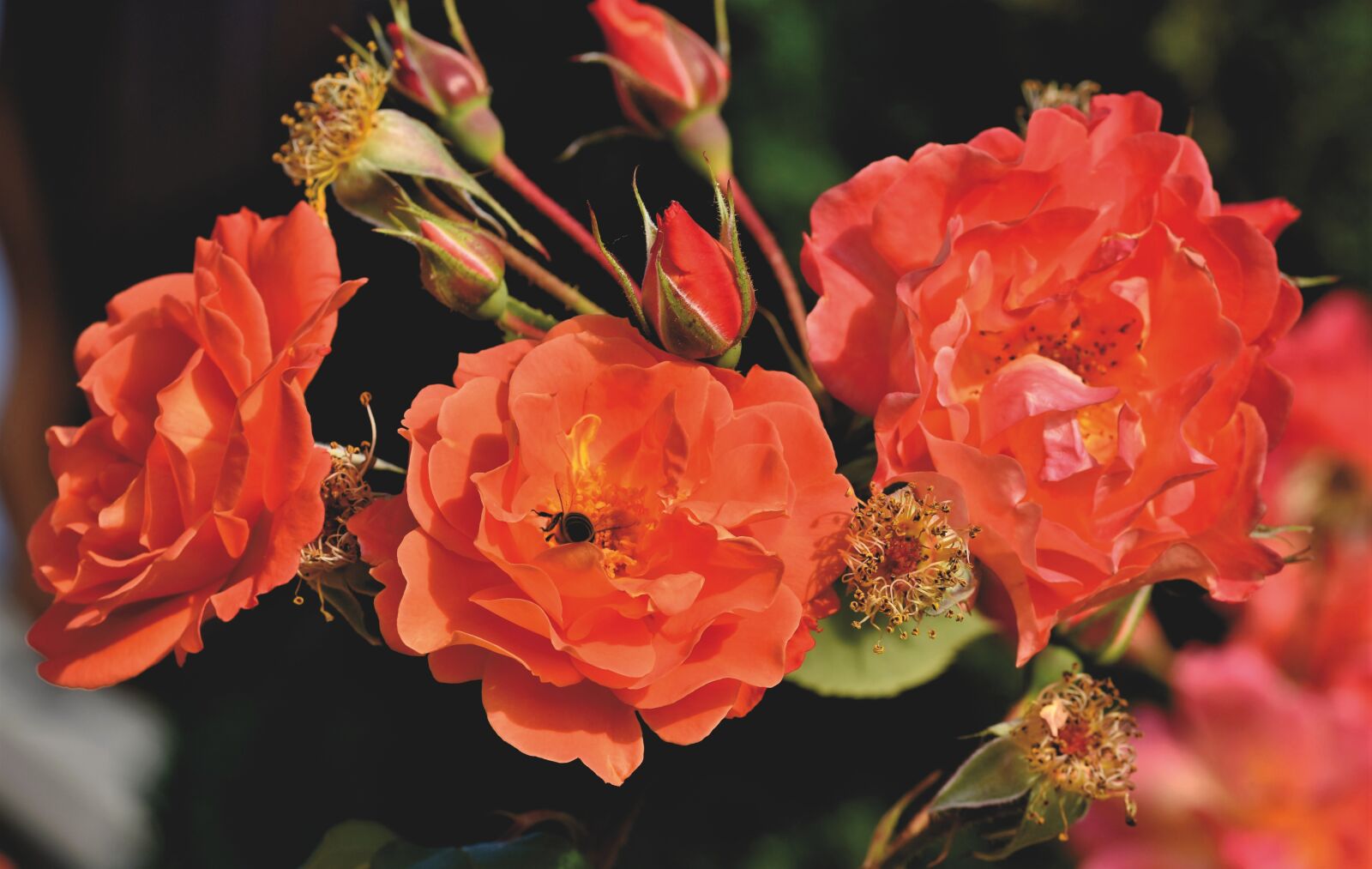 Nikon D7200 sample photo. Roses, rose bloom, blossom photography