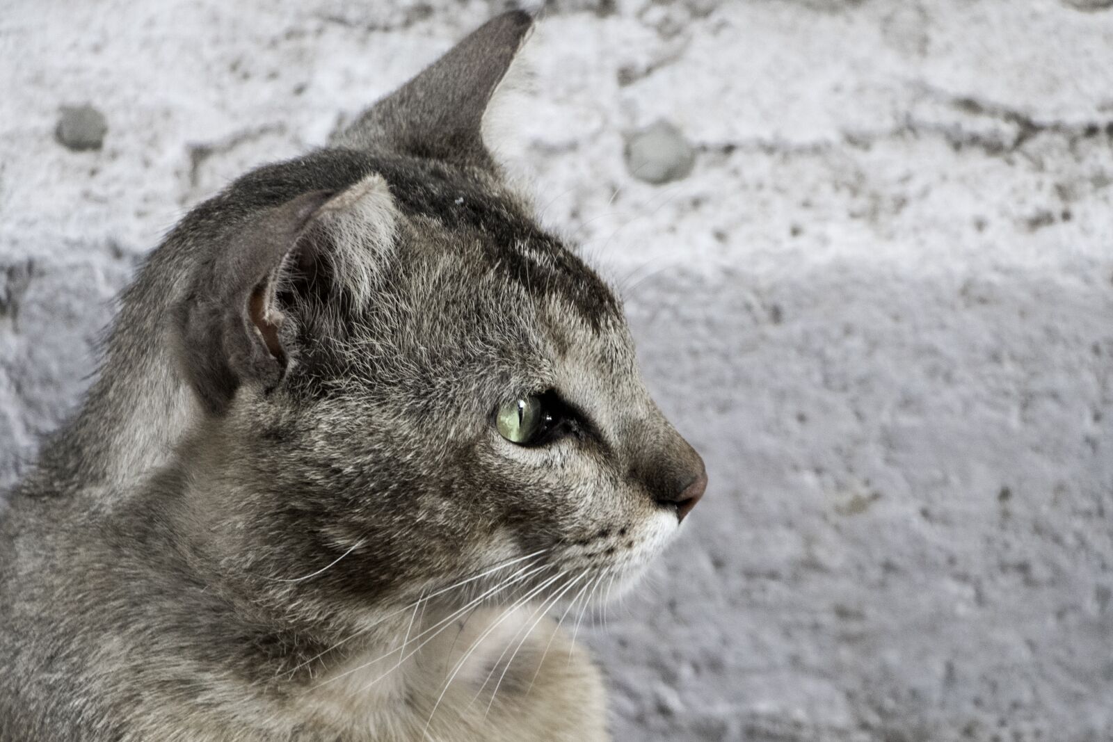 Canon EF-S 18-135mm F3.5-5.6 IS USM sample photo. Cat, animal, cute photography