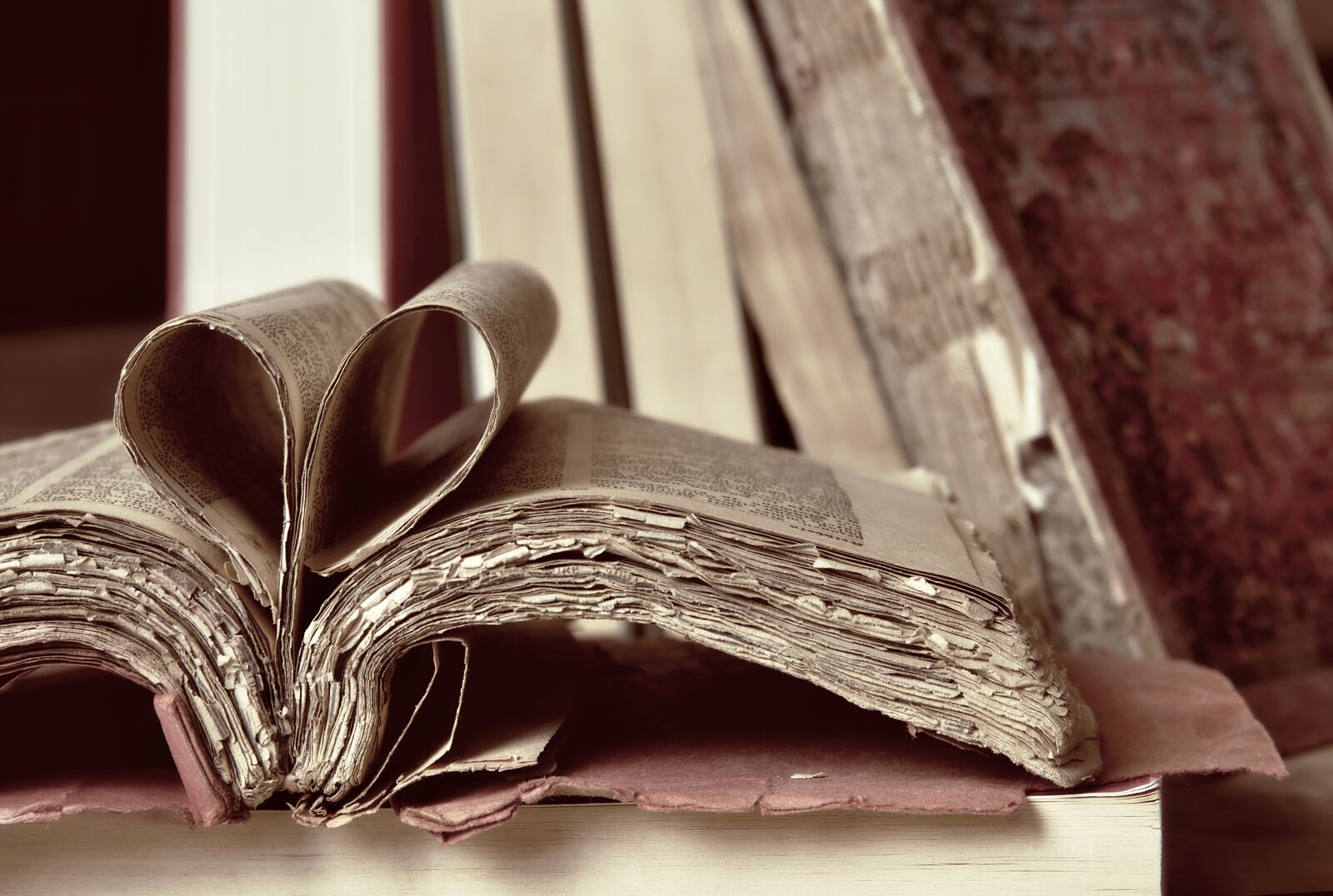 Nikon D5600 sample photo. Books, antiquariat, library photography