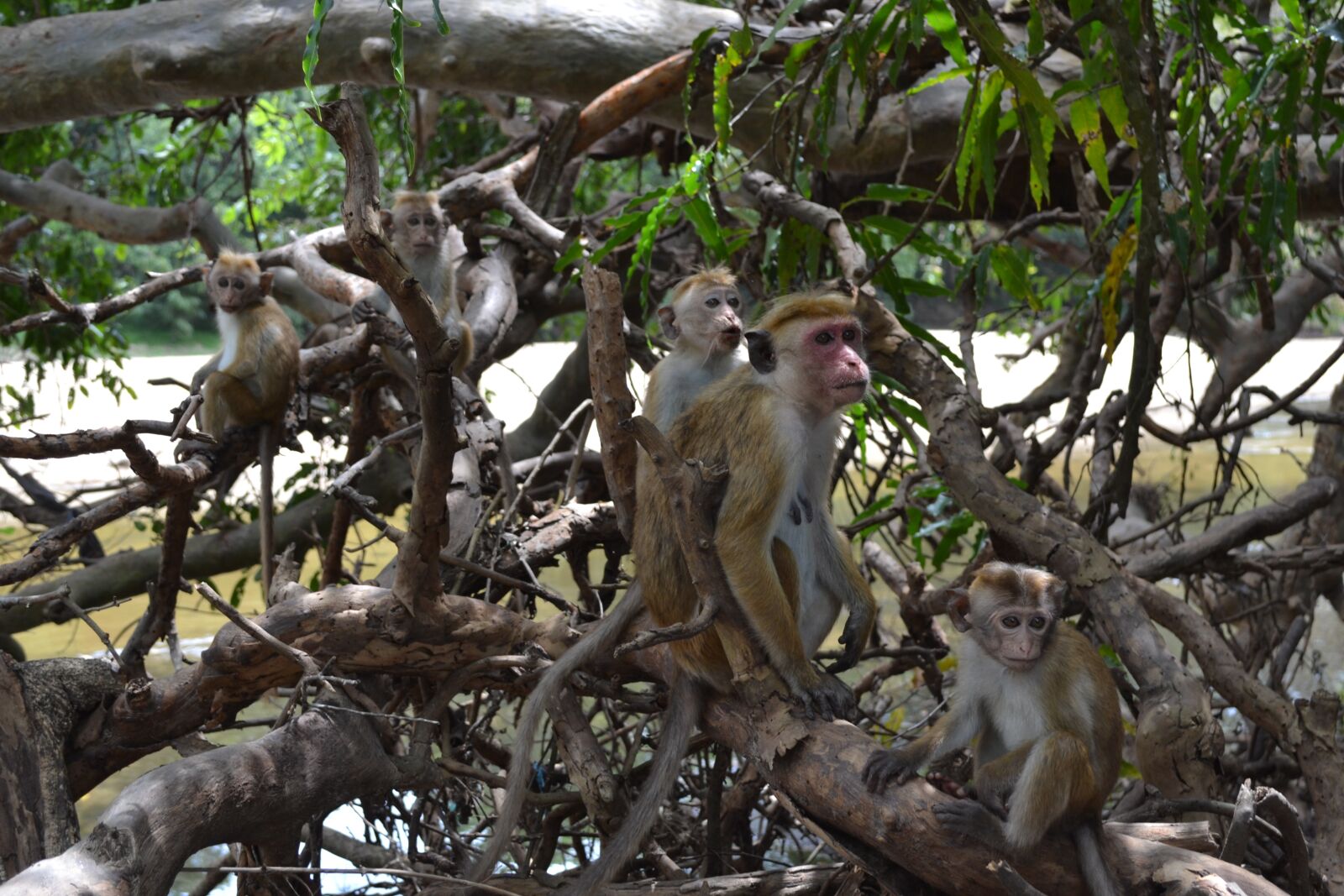 Nikon D3100 sample photo. Monkey, primacy, tree photography
