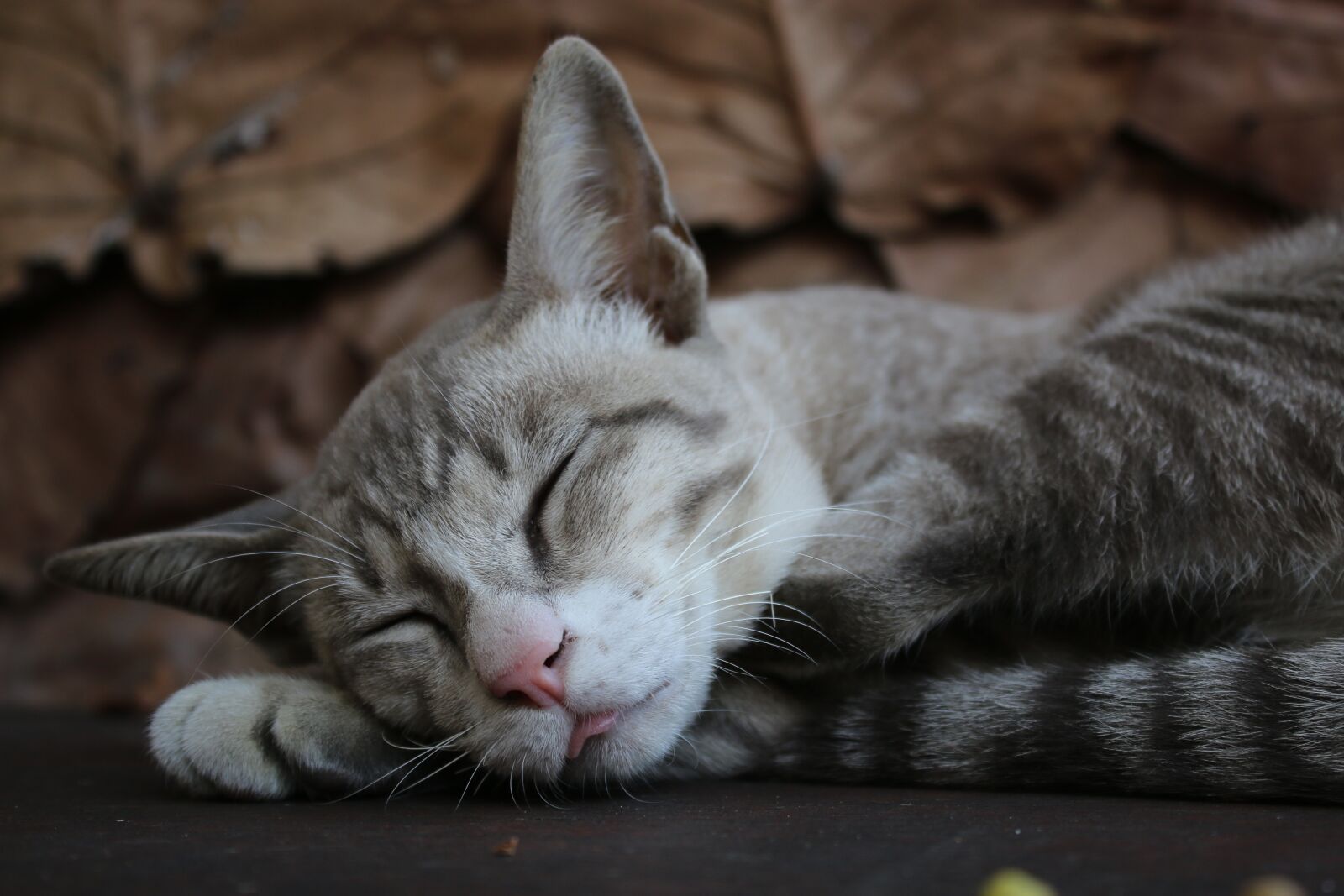 Canon EOS 70D sample photo. Cat, sleep, hairy photography