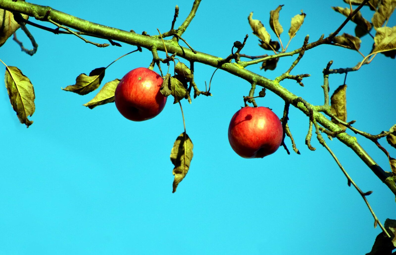 Nikon D3300 sample photo. Fruit, nature, branch, tree photography