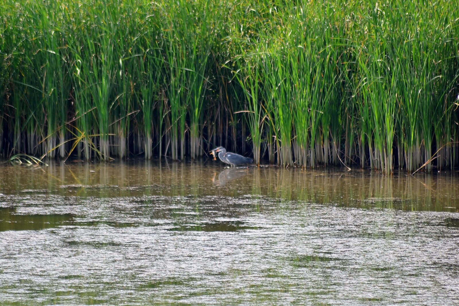 Nikon D5200 sample photo. Grey heron, nature, heron photography