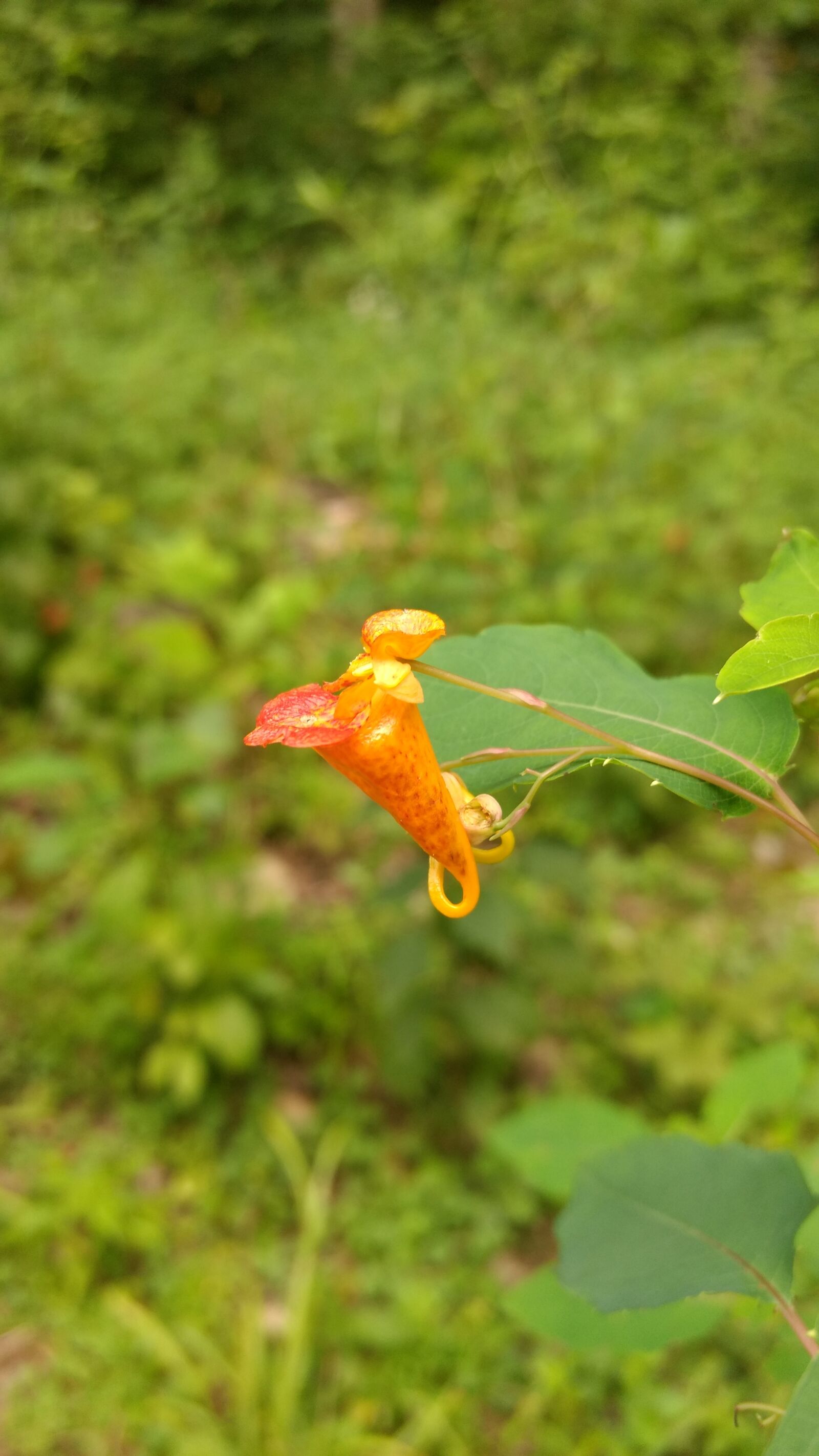 Motorola Moto G (4) sample photo