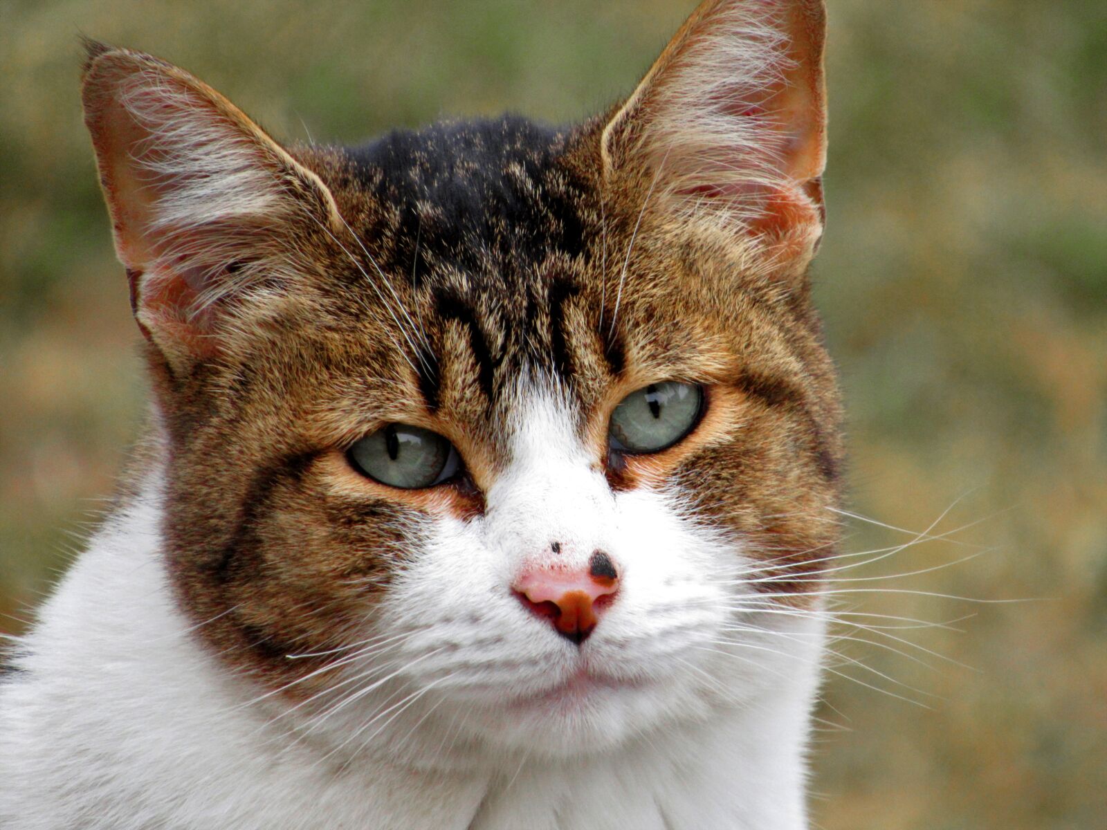 Canon PowerShot SX530 HS sample photo. Cat, domestic, pet photography