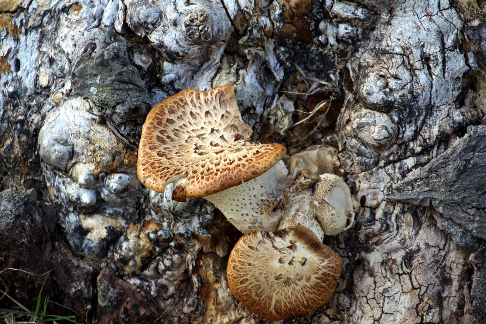 Canon EF 75-300mm f/4-5.6 sample photo. Fungi, trunk, wood photography
