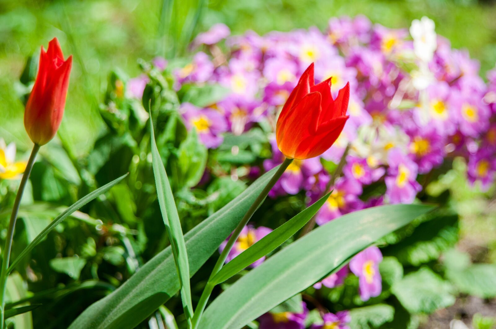 Nikon D300S sample photo. Flowers, tulip, red flowers photography