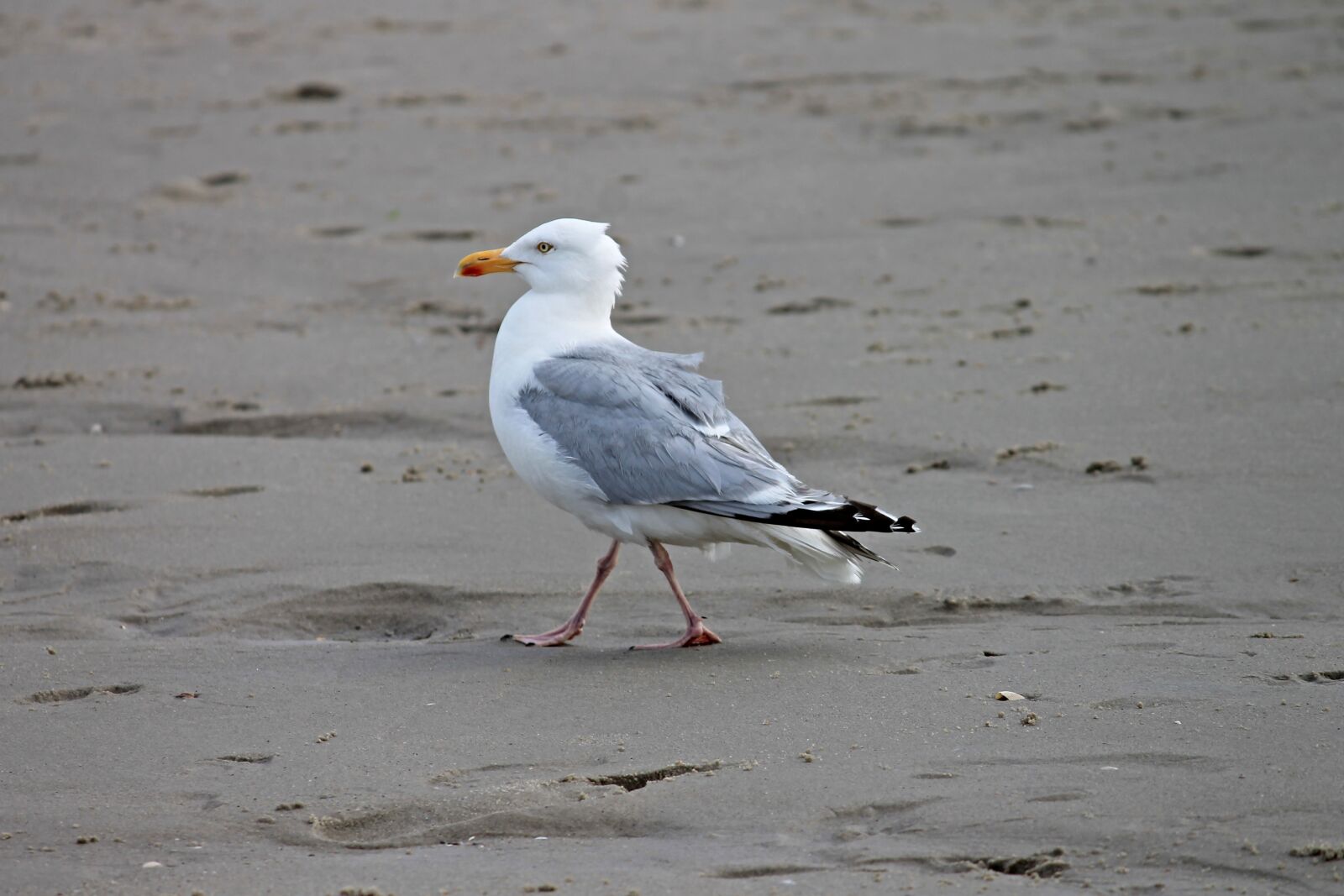 Canon EOS 1100D (EOS Rebel T3 / EOS Kiss X50) sample photo. Herring gull, beach, seevogel photography