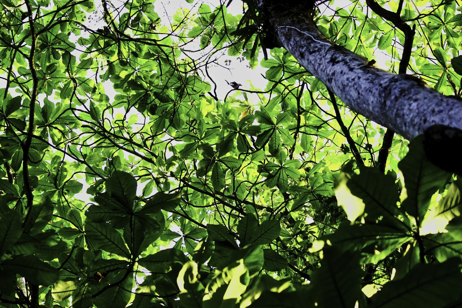 Canon EOS 550D (EOS Rebel T2i / EOS Kiss X4) sample photo. Tree, autumn, leaves photography