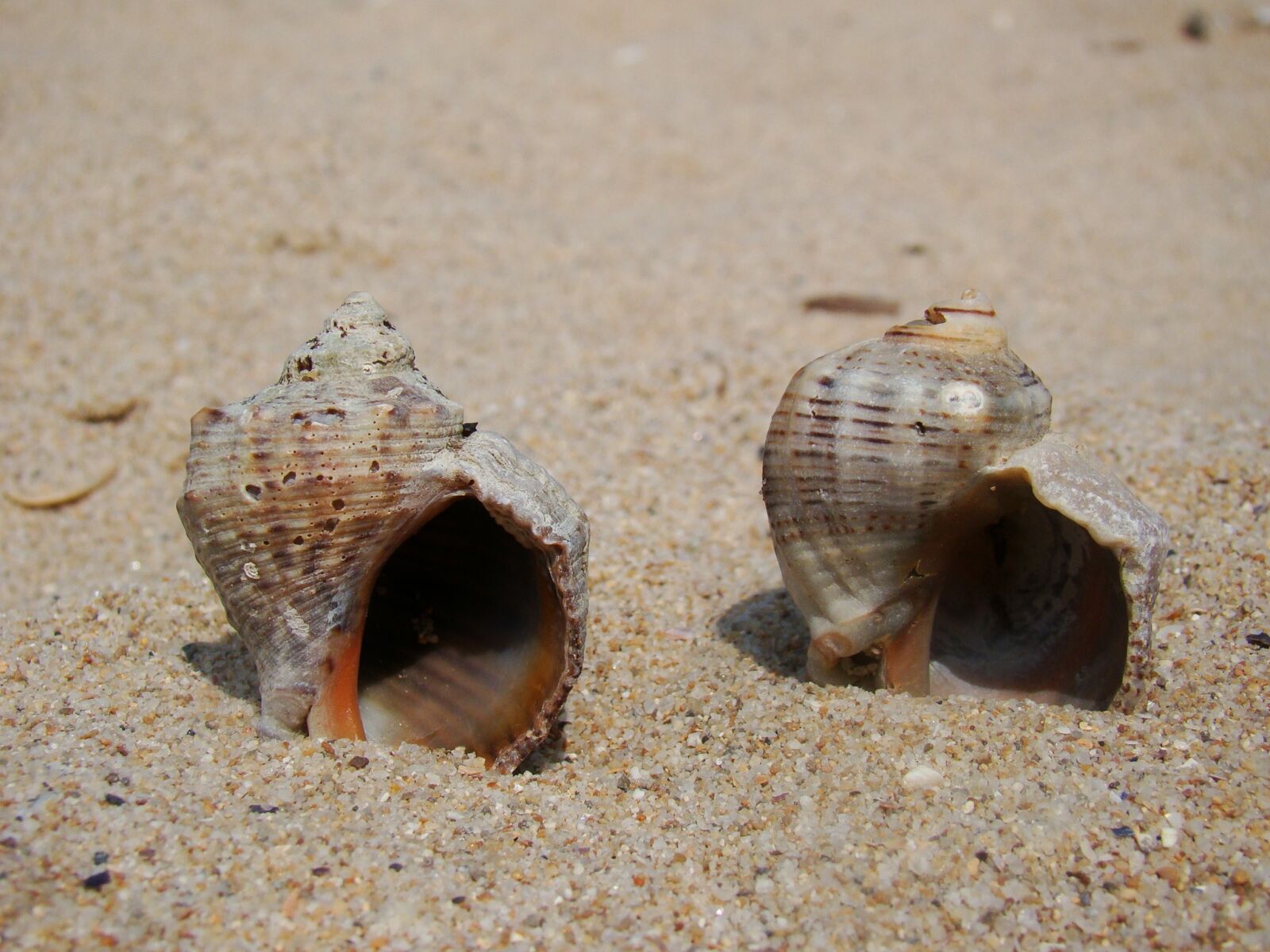 Sony Cyber-shot DSC-H50 sample photo. Sand, shells, brown photography