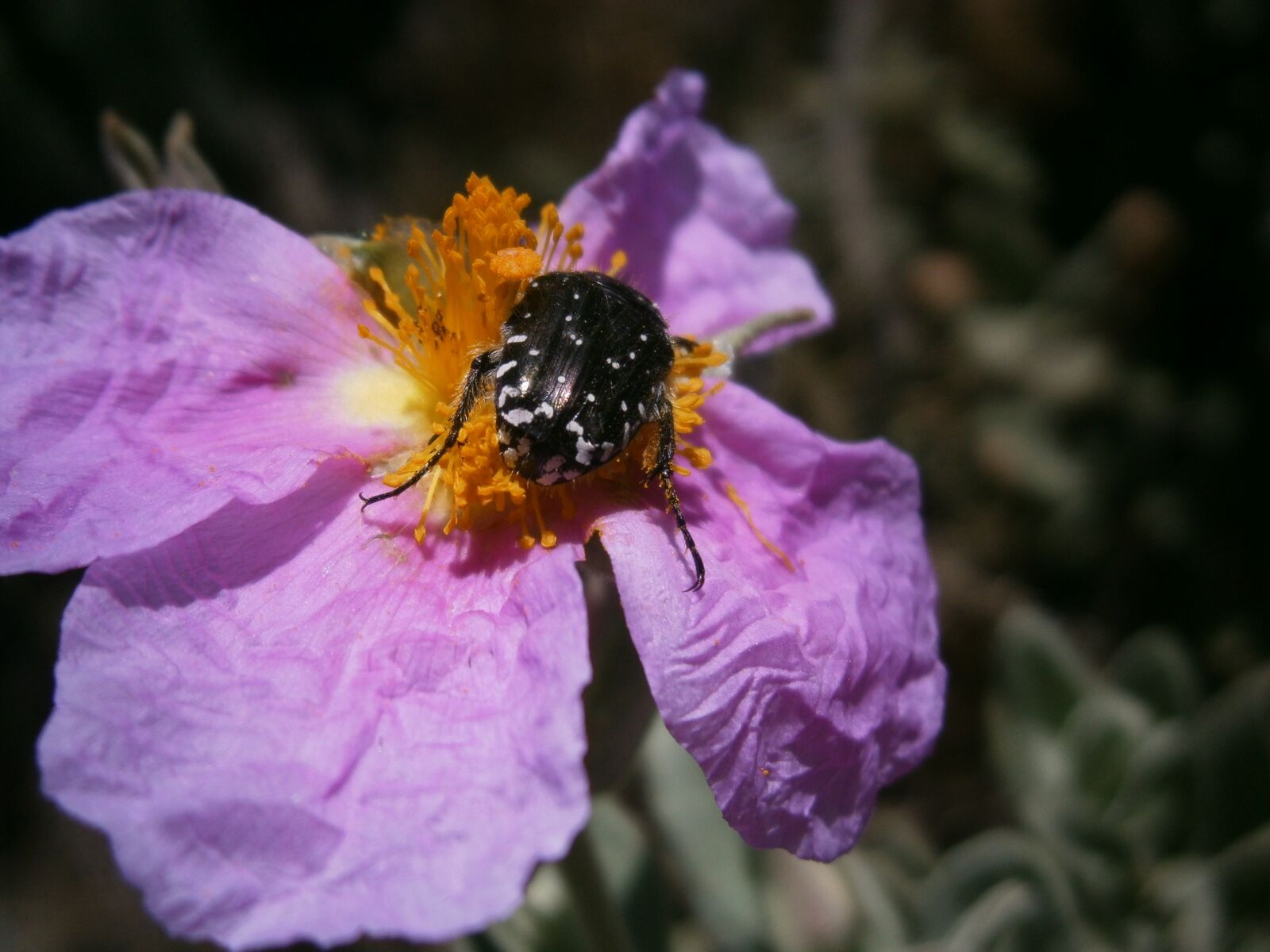 Olympus VG130,D710 sample photo. Flowers, jara, steppe photography