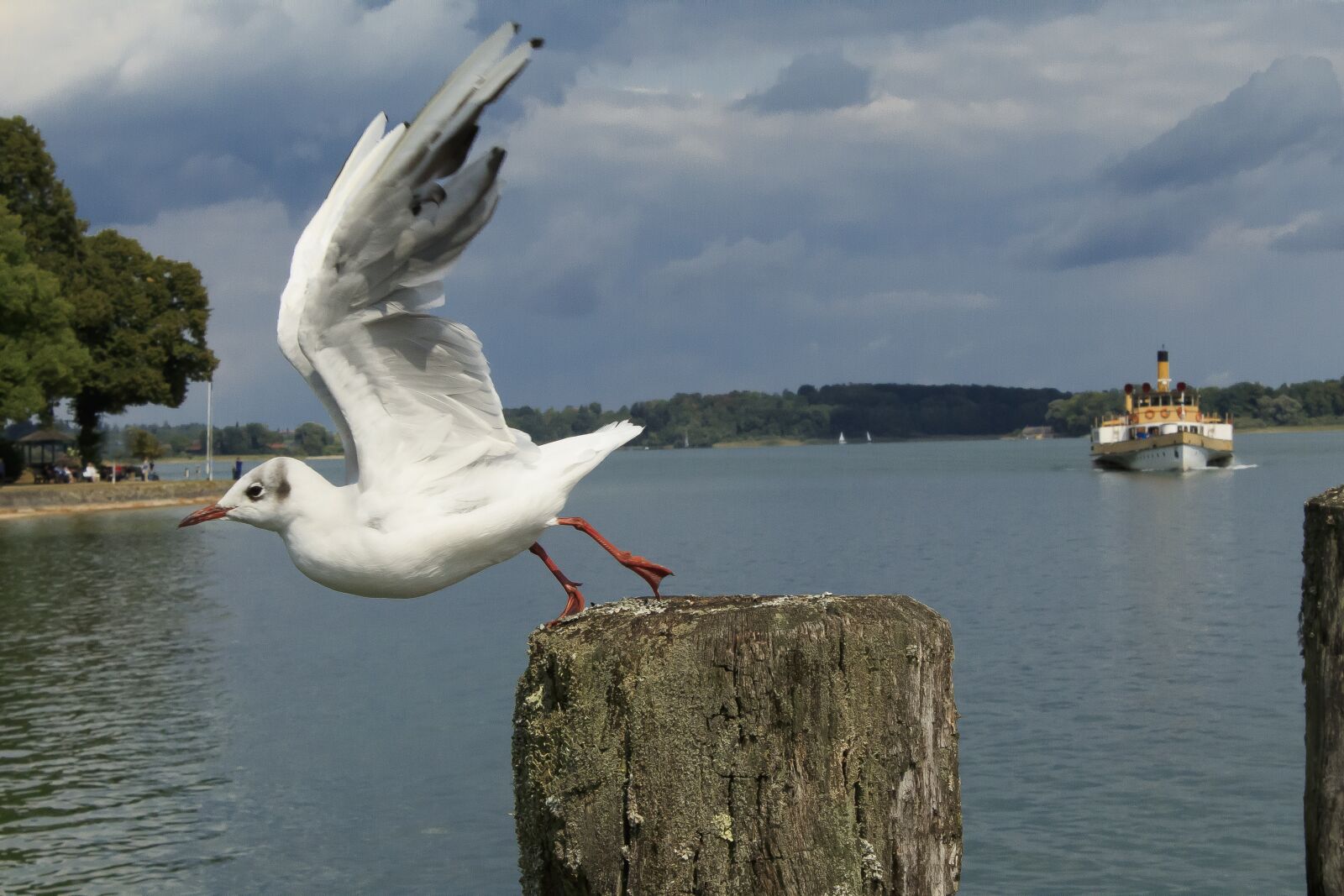 Canon EOS 1300D (EOS Rebel T6 / EOS Kiss X80) sample photo. Seagull, departure, pier photography