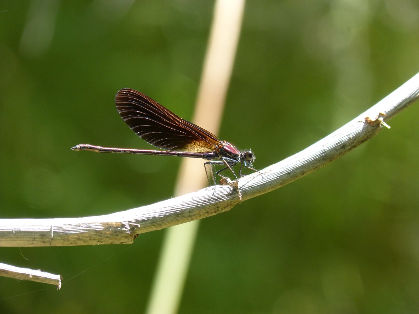 Panasonic DMC-FZ62 sample photo. Black dragonfly, dragonfly, calopteryx photography