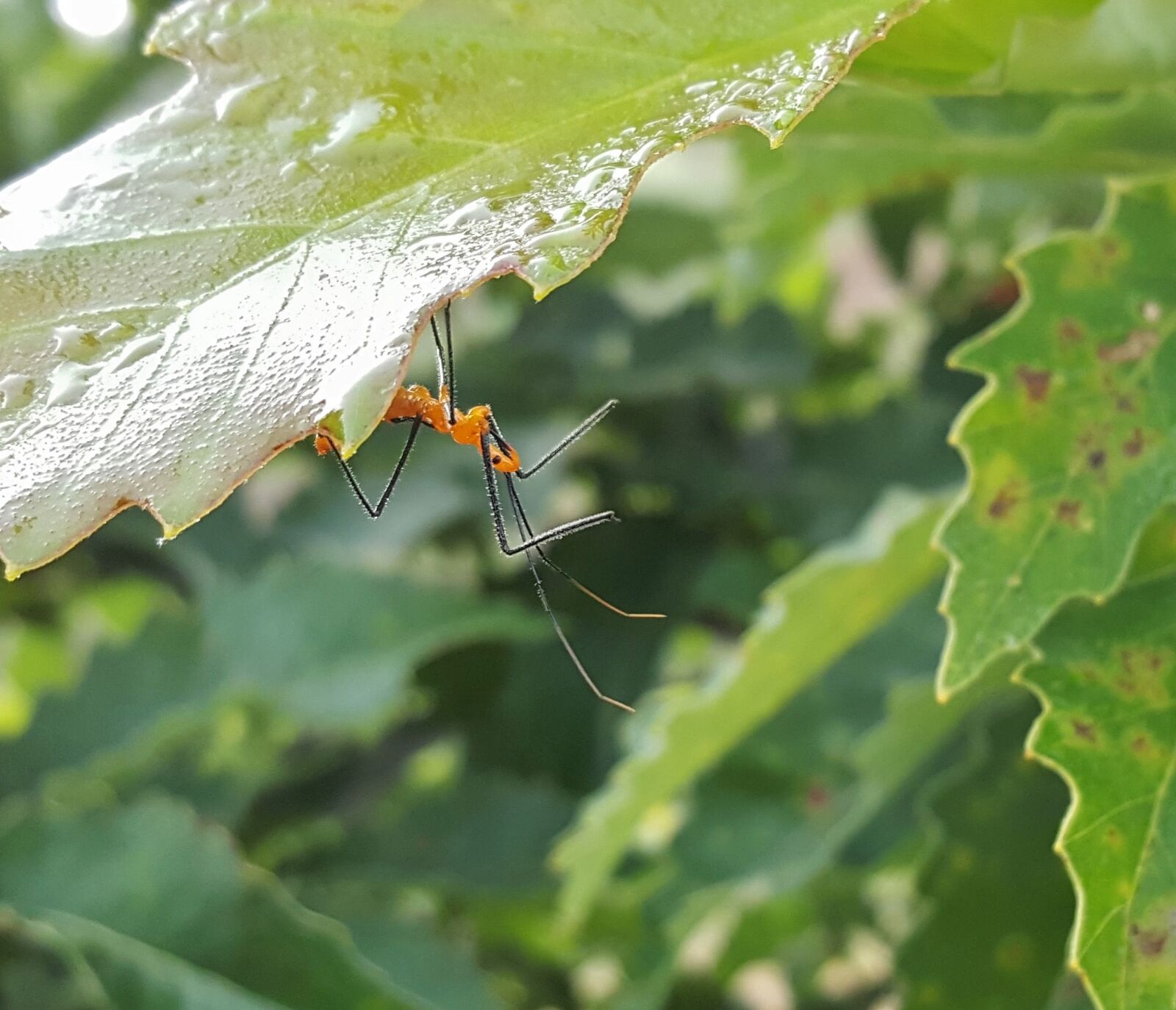 Samsung Galaxy Note5 sample photo. Assassin bug nymph, bug photography