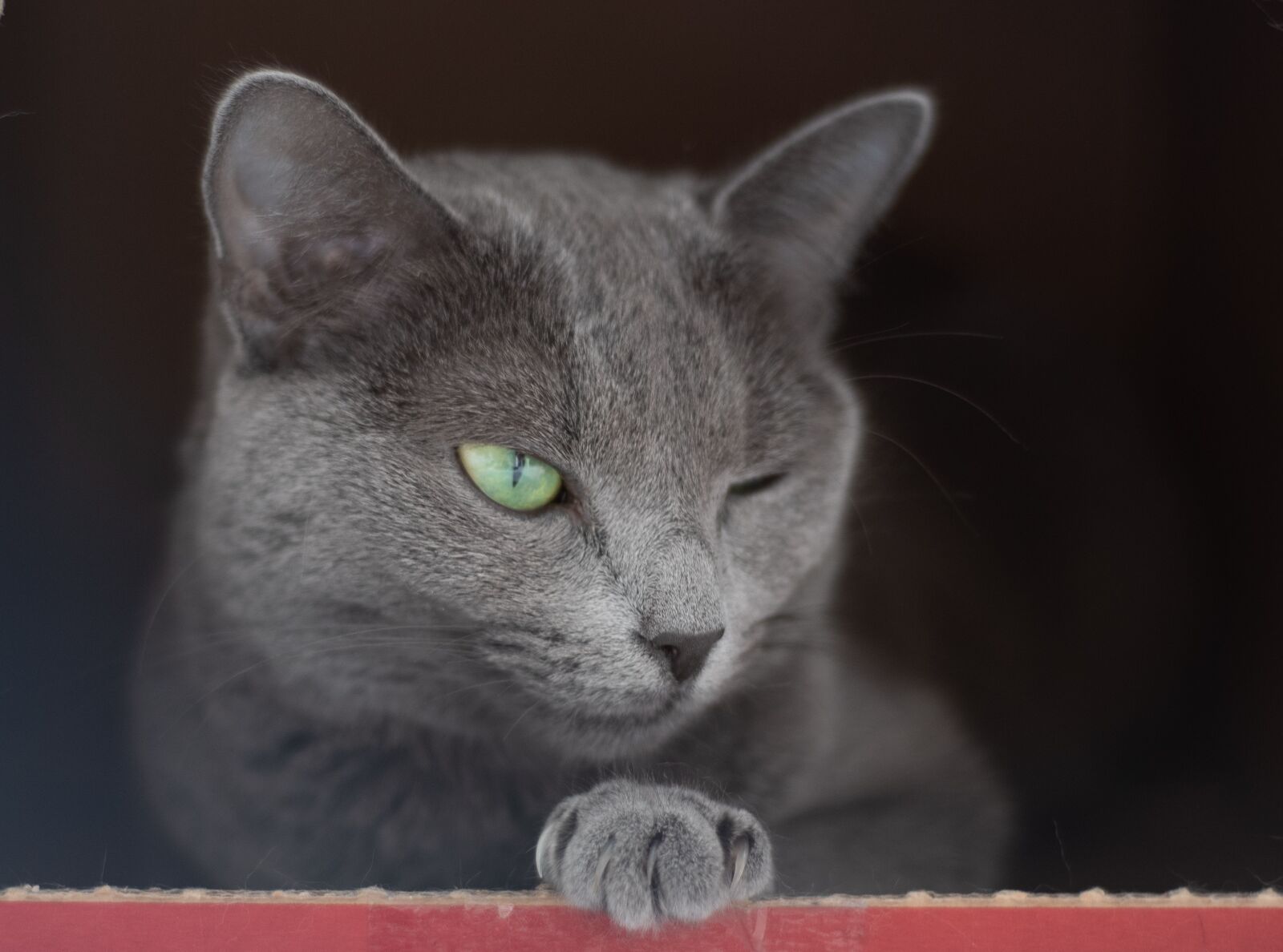 Nikon D750 sample photo. Cat, animal, recreation photography