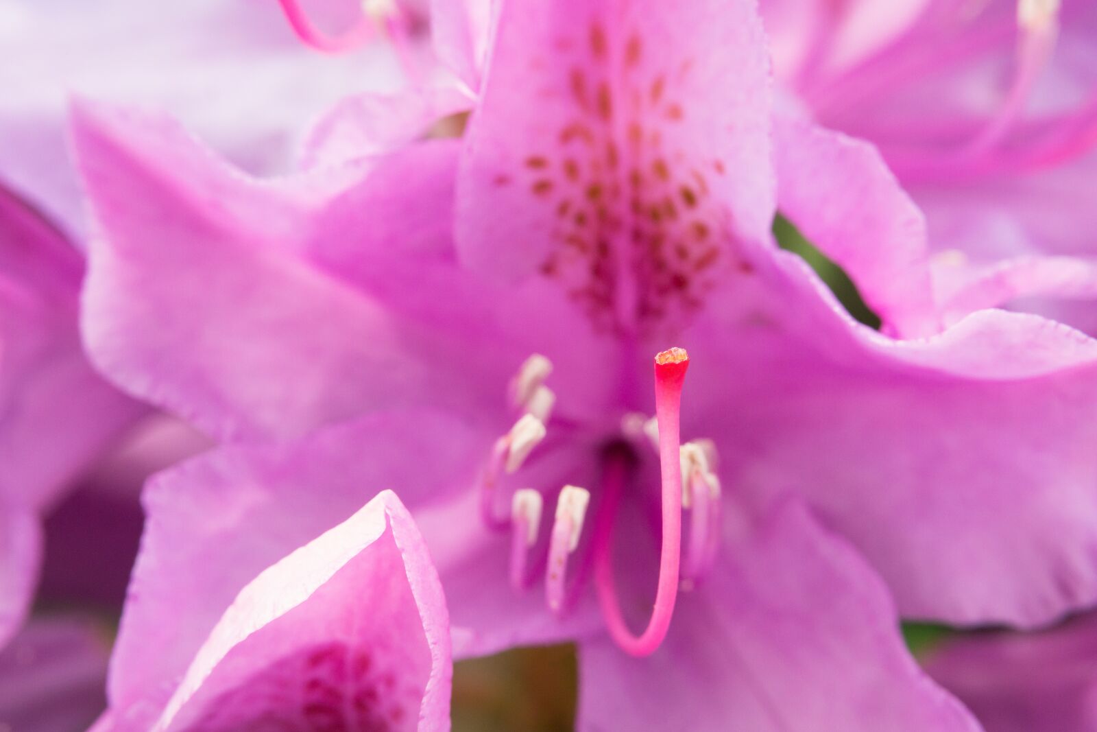 Samsung NX300M sample photo. Rhododendron, stamp, pistil photography