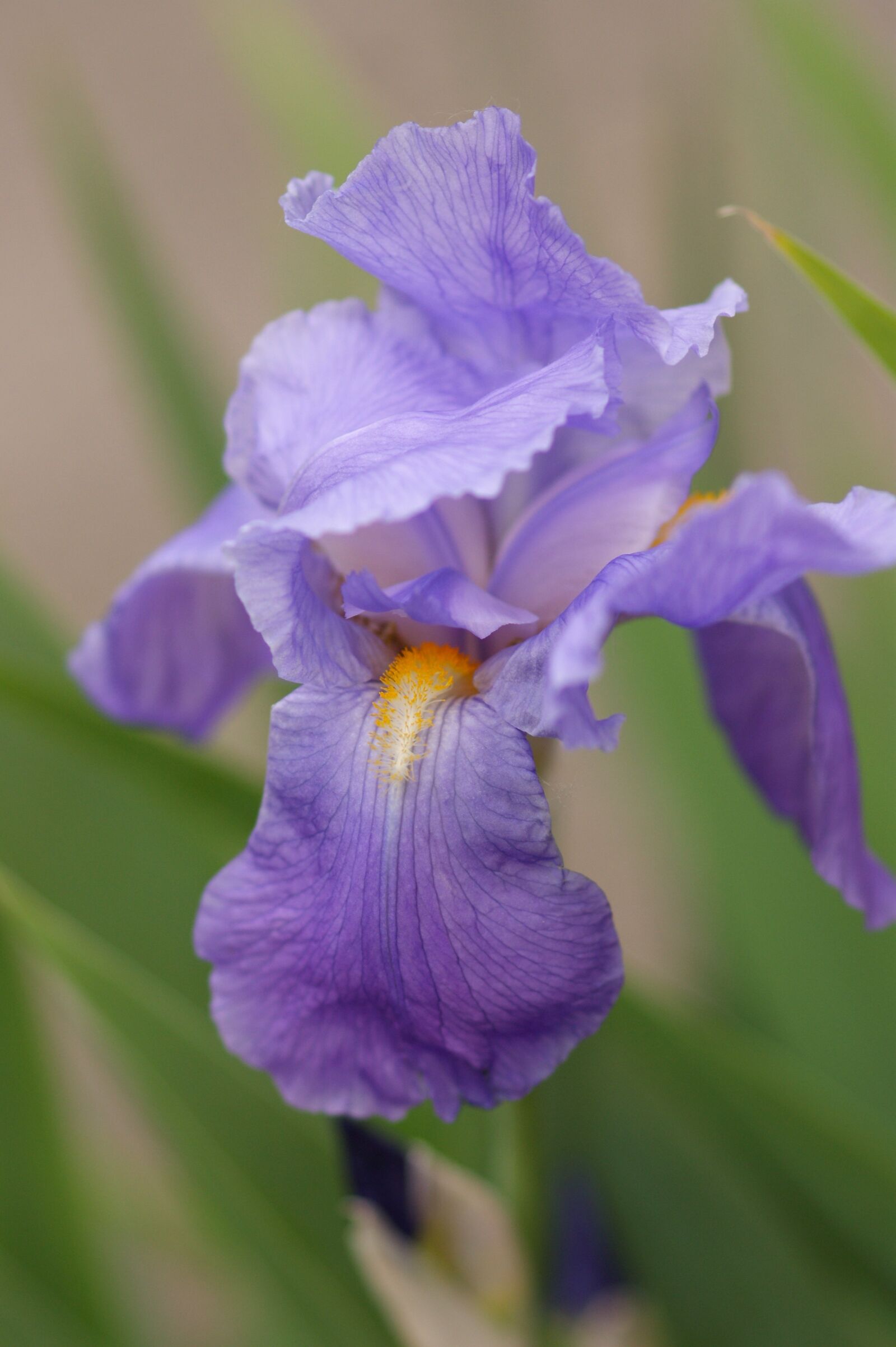 Sony Alpha DSLR-A350 sample photo. Iris, purple, flower photography