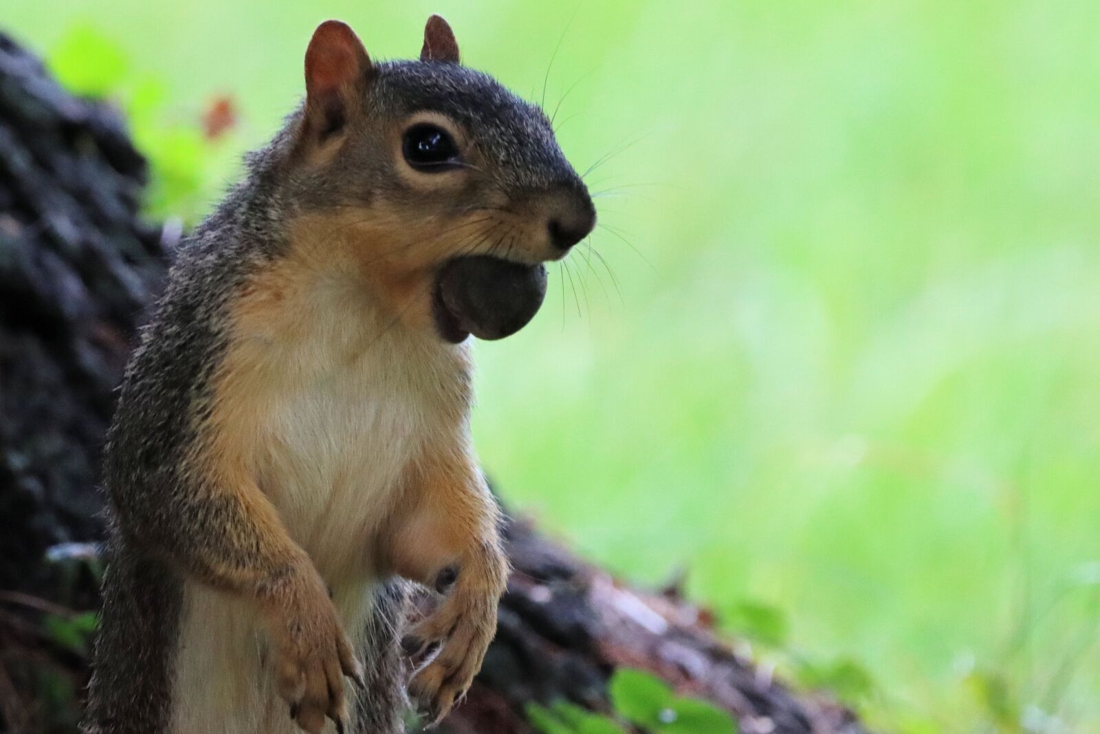 150-600mm F5-6.3 DG OS HSM | Contemporary 015 sample photo. Squirrel, nuts, watchful photography