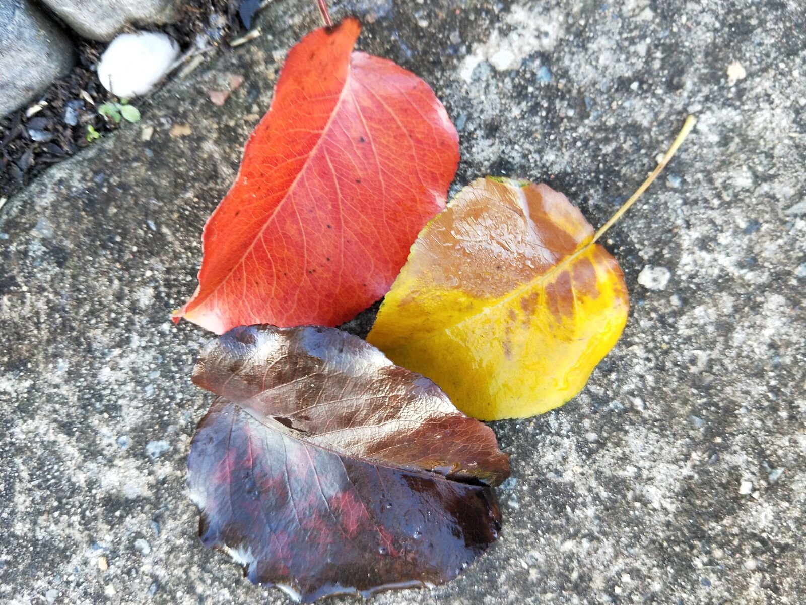 OPPO CPH1707 sample photo. Autumn, leaves, heartshaped photography