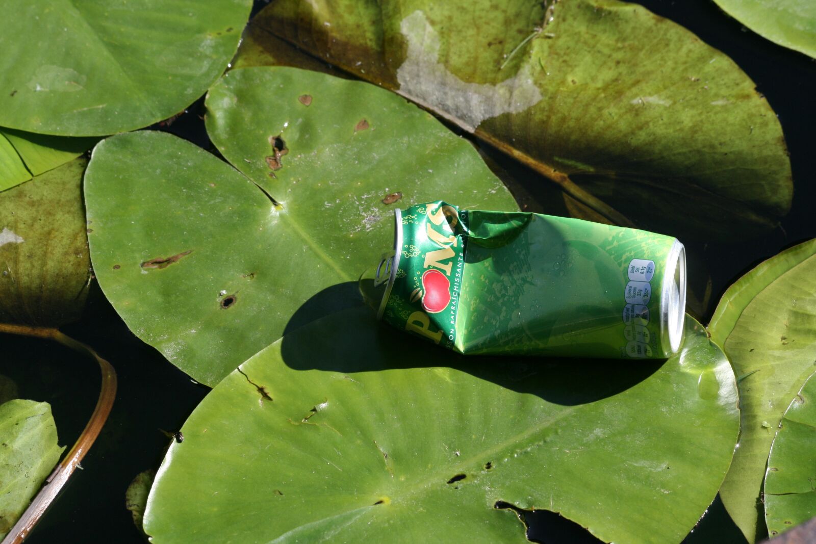 Canon EOS 400D (EOS Digital Rebel XTi / EOS Kiss Digital X) sample photo. Pollution, waterlily, tin photography