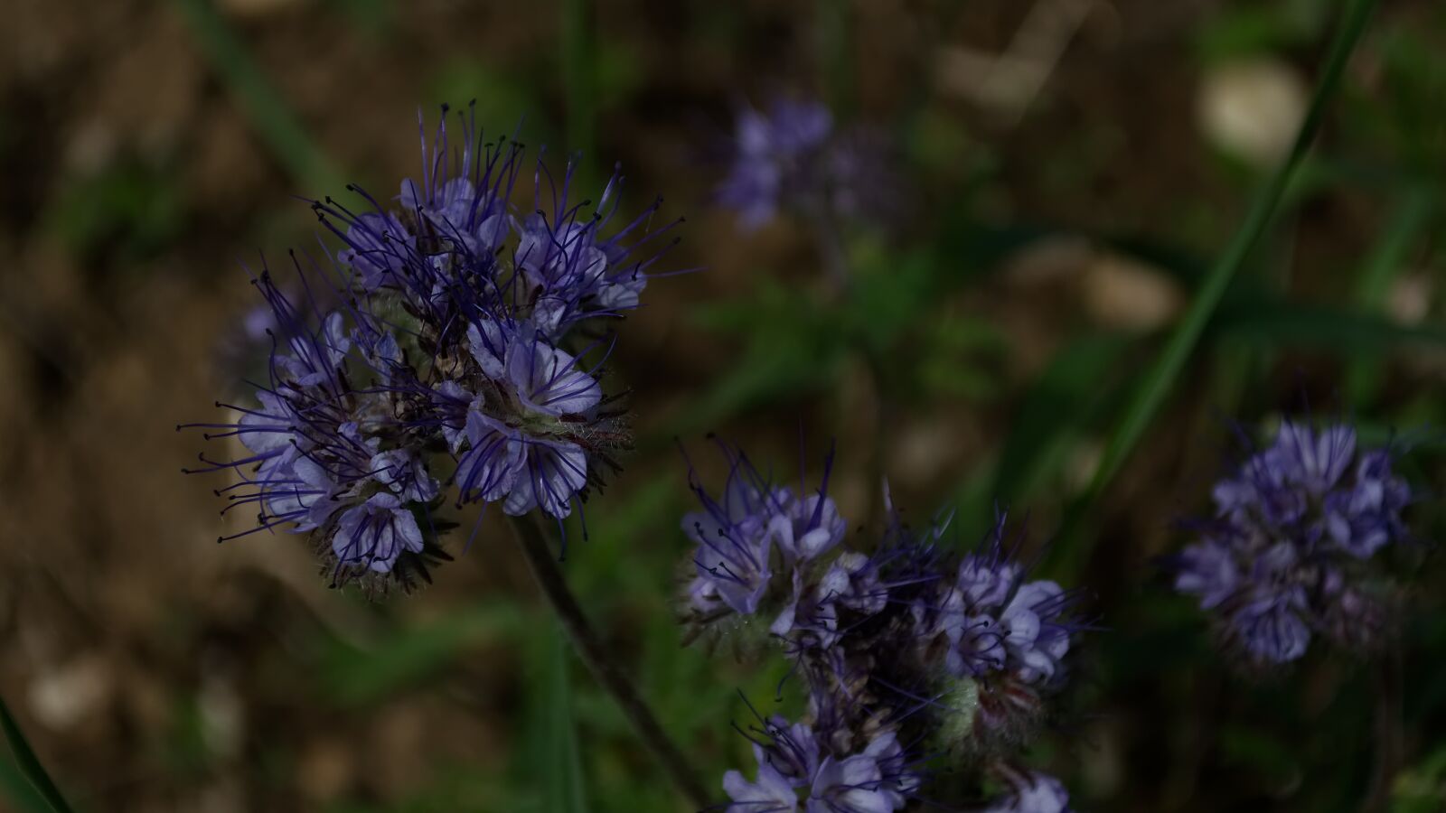 Nikon D5500 sample photo. Flower, plant, blue photography