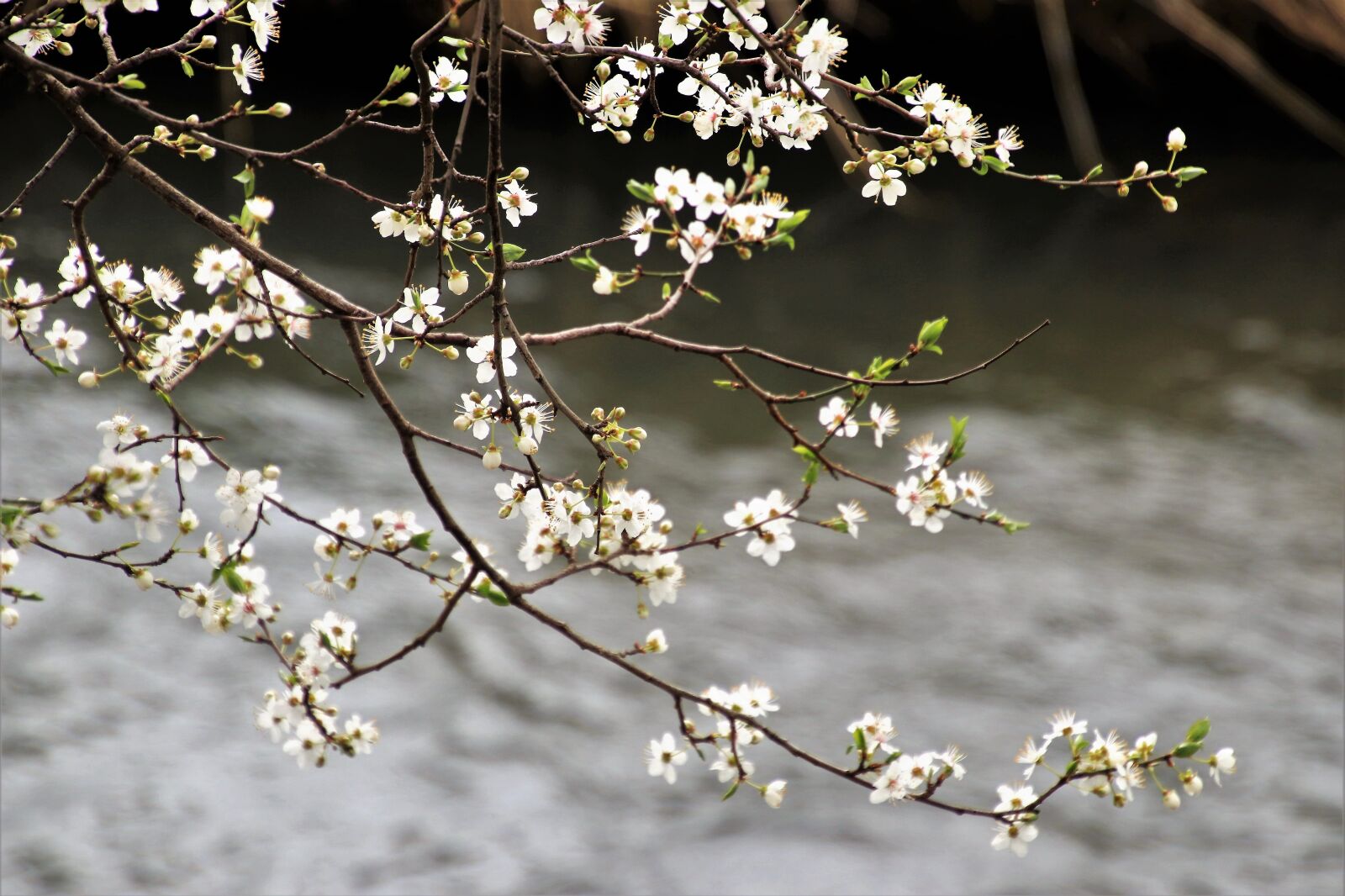 Canon EOS 80D sample photo. Branch, tree, flower photography