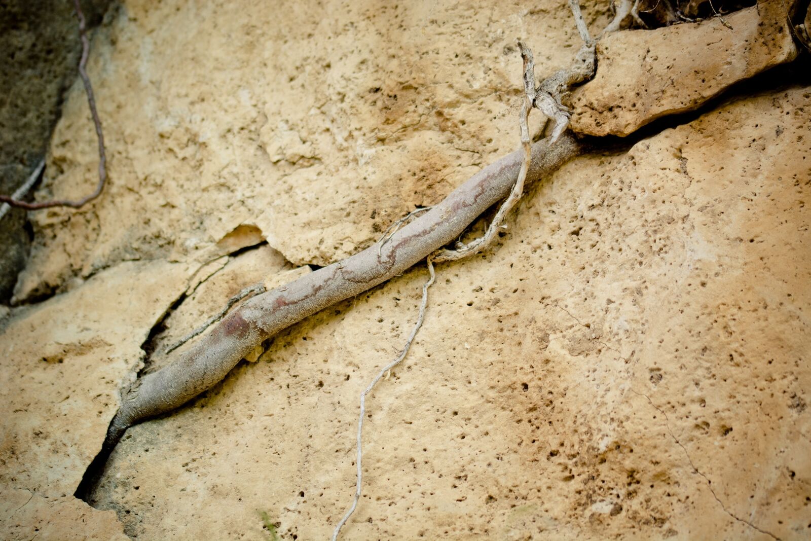 Nikon D7100 sample photo. Root, rock, grow photography