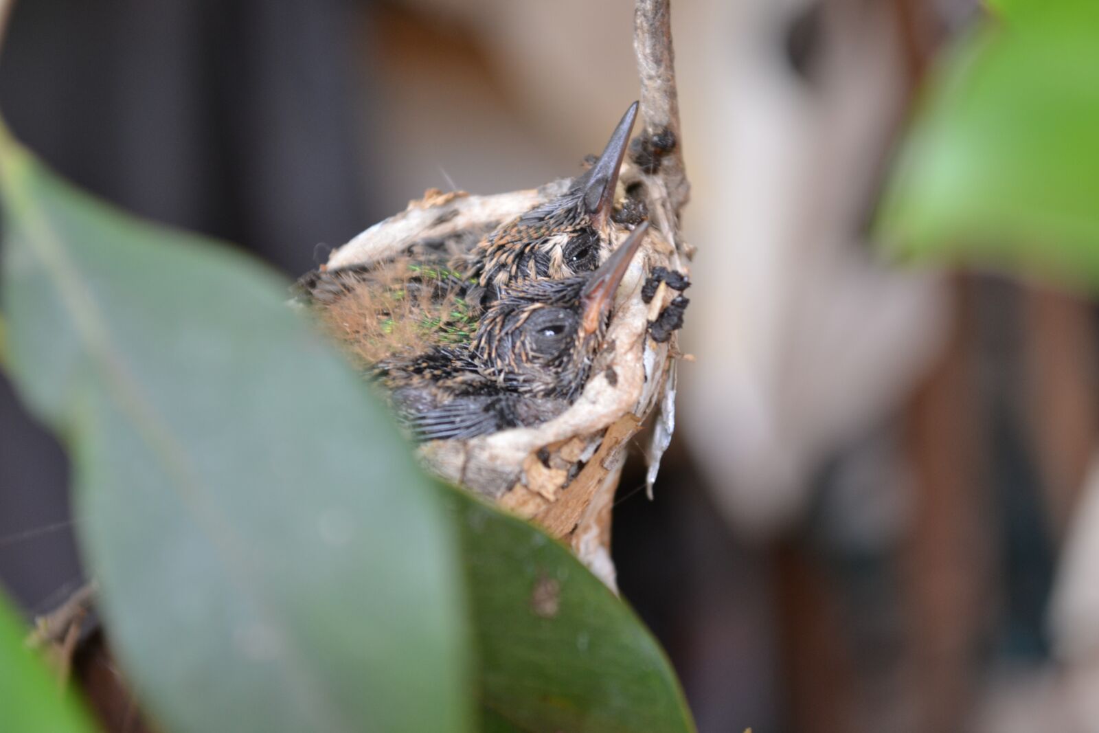 Nikon D3100 sample photo. Nest, bird, hummingbird photography