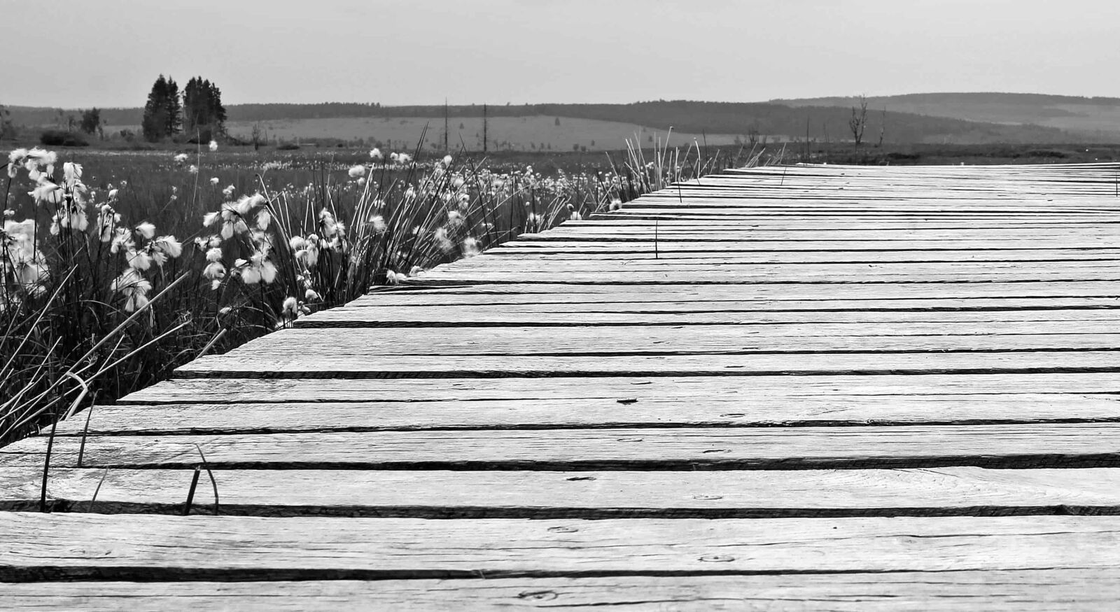 Canon EOS 550D (EOS Rebel T2i / EOS Kiss X4) sample photo. Wood, monochrome, landscape, grass photography