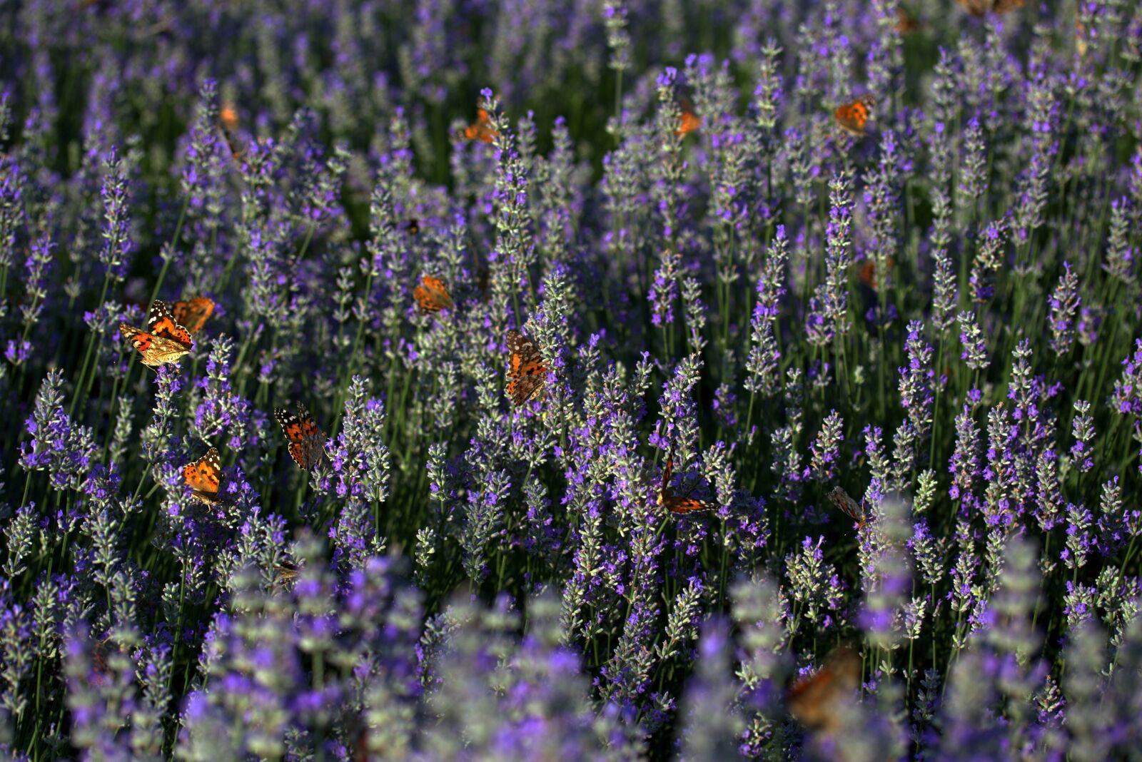 Canon EOS 7D Mark II + Canon EF-S 60mm F2.8 Macro USM sample photo. Lavender, butterflies, blue photography