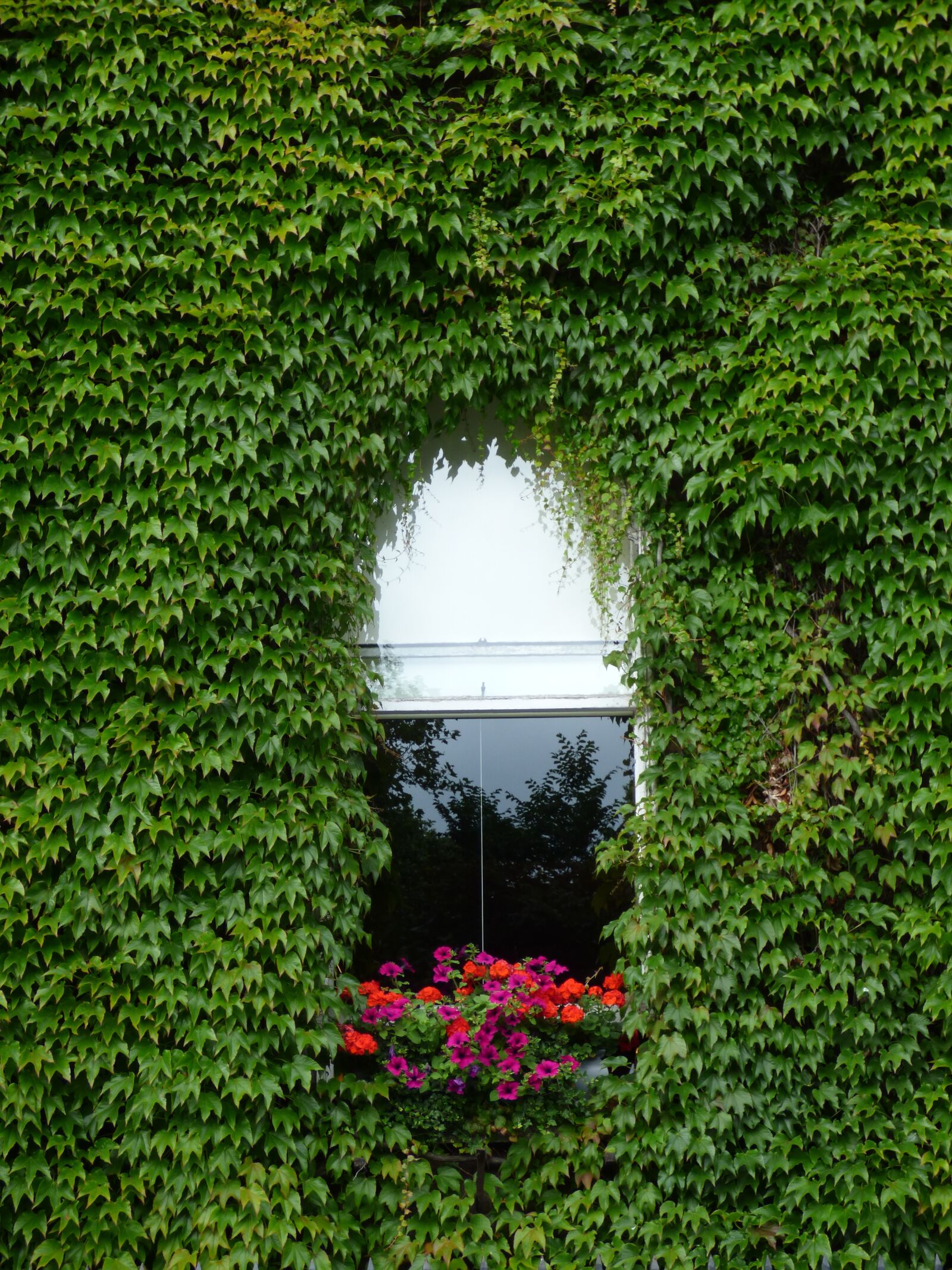 Panasonic DMC-FZ72 sample photo. Window, creeper, flowers photography