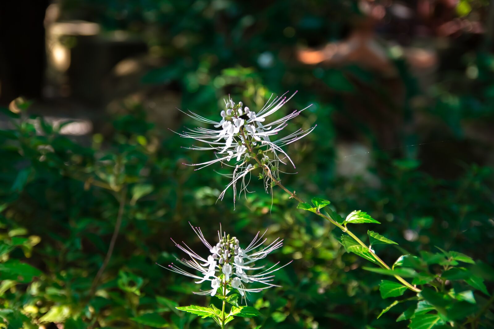 Nikon D5200 sample photo. Tree, art, fantasy photography