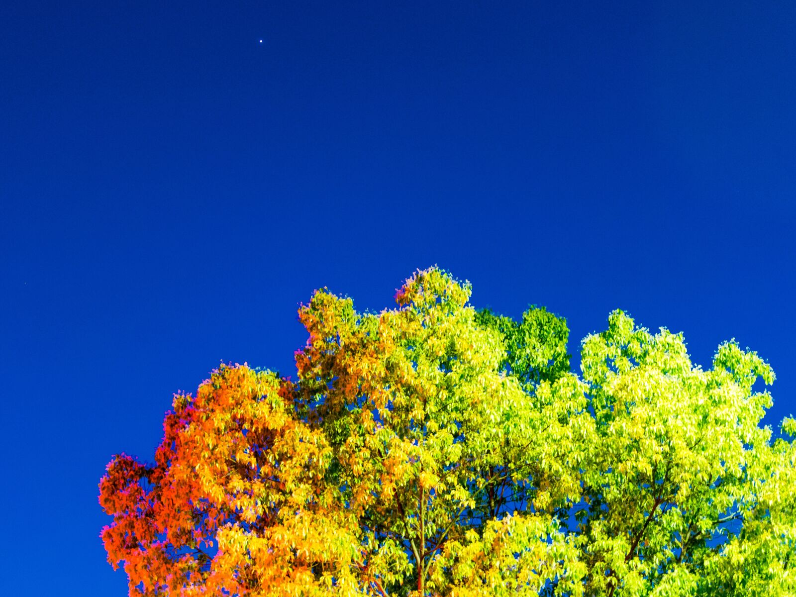 Pentax KP sample photo. The night sky, tree photography