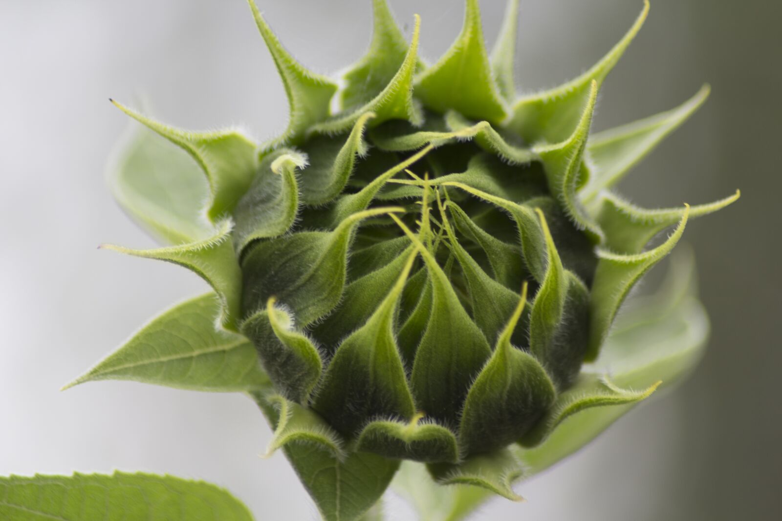 Canon EOS 60D sample photo. Flower, plant, nature photography