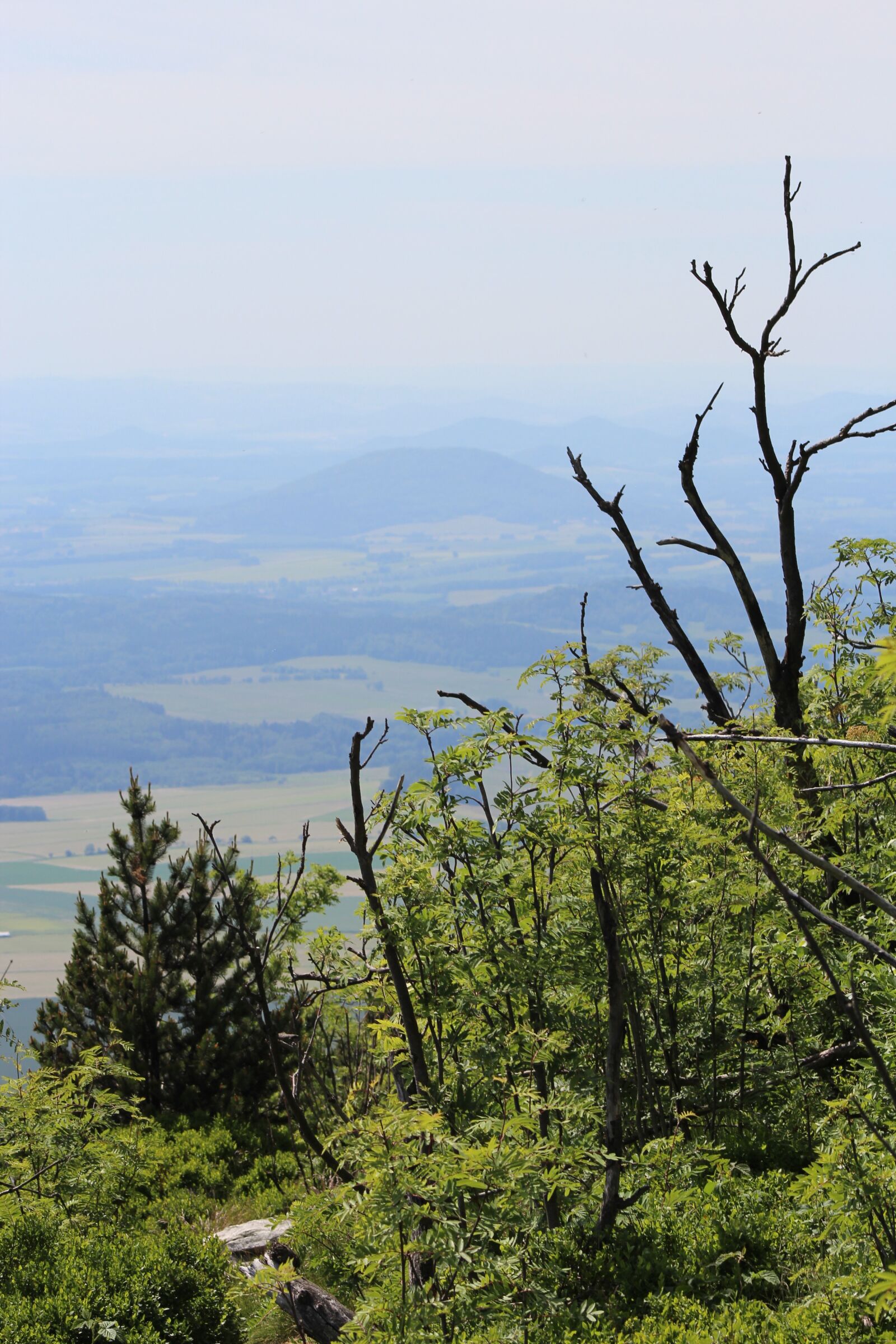 Canon EF75-300mm f/4-5.6 sample photo. Forest, tree, bare photography