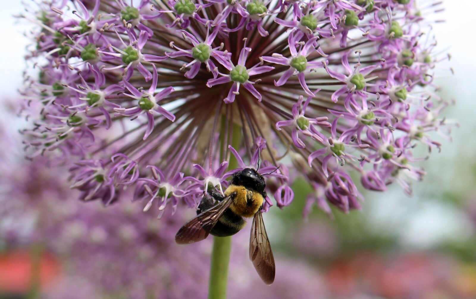 Canon EOS 700D (EOS Rebel T5i / EOS Kiss X7i) sample photo. Decorative garlic, head, insect photography