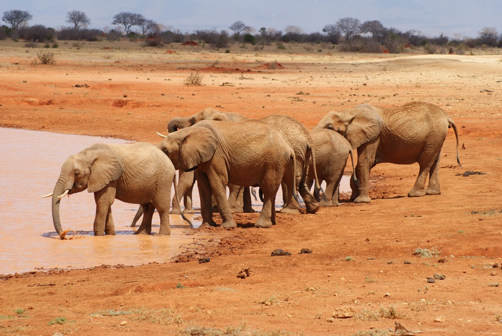 Sony Alpha DSLR-A200 sample photo. Mammal, elephant, animal world photography
