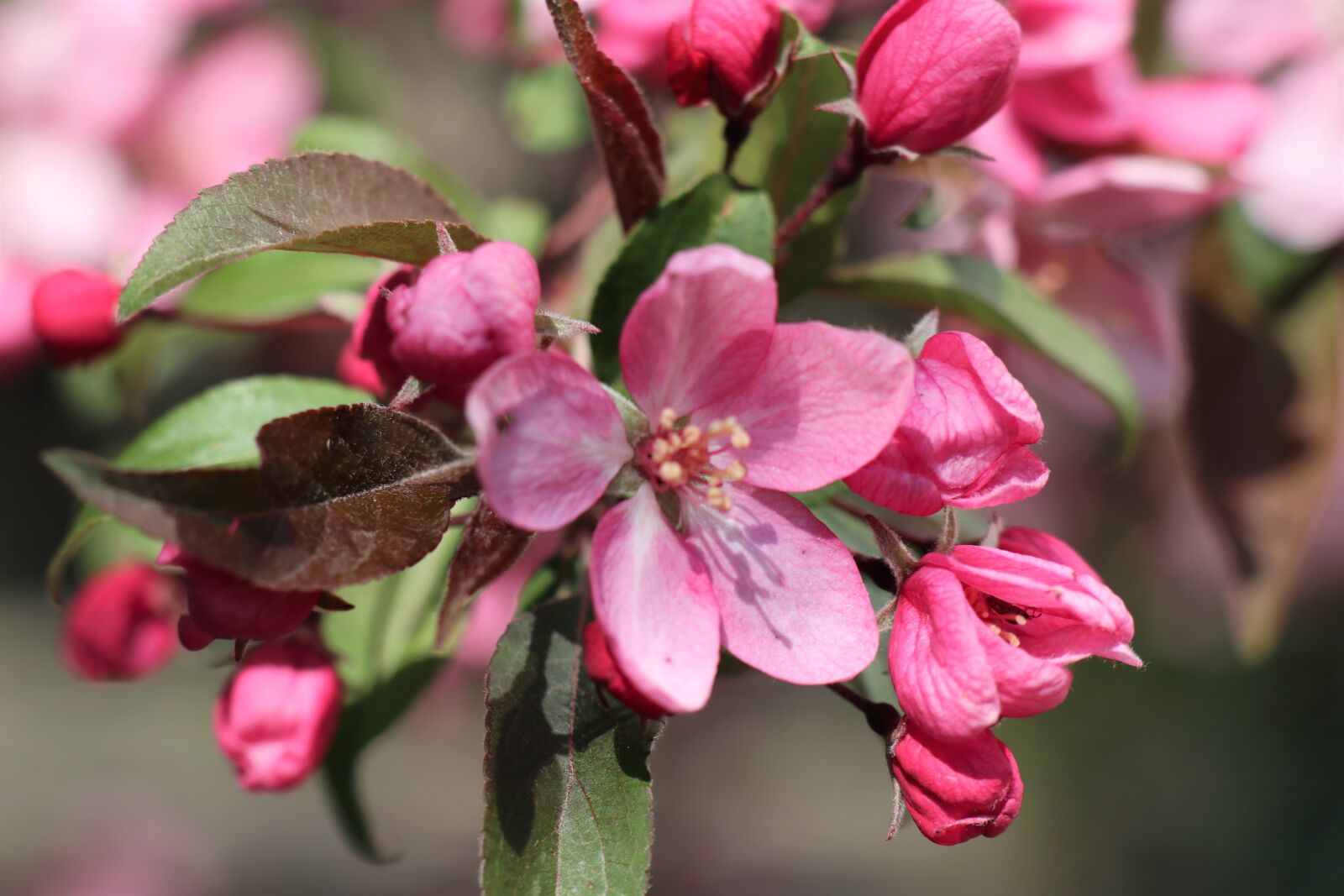 Canon EOS M6 sample photo. Boost, april, sprig photography