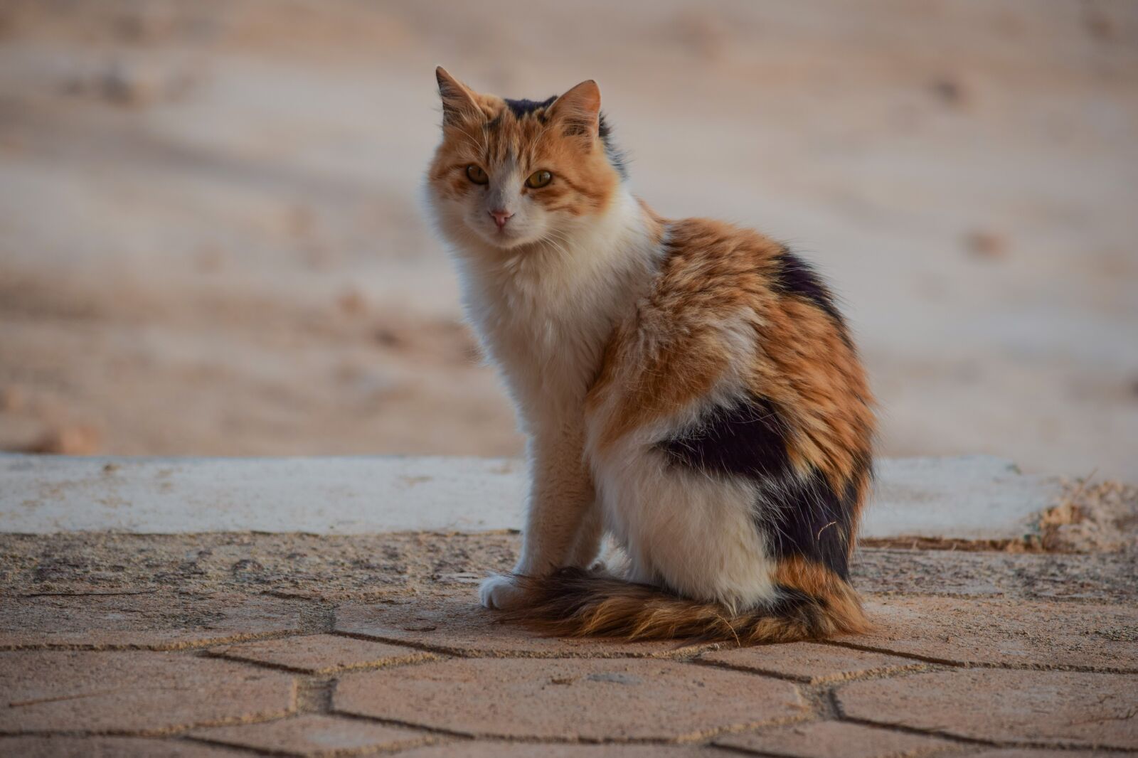 Nikon D3300 sample photo. Cute, animal, looking photography