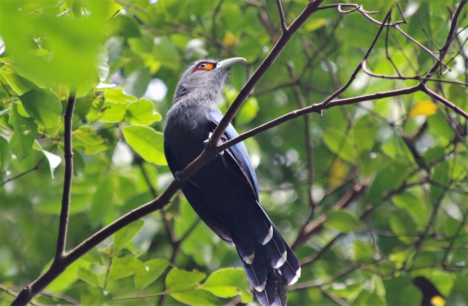 Pentax K-r sample photo. Chestnut-bellied malkoha, nature, bird photography