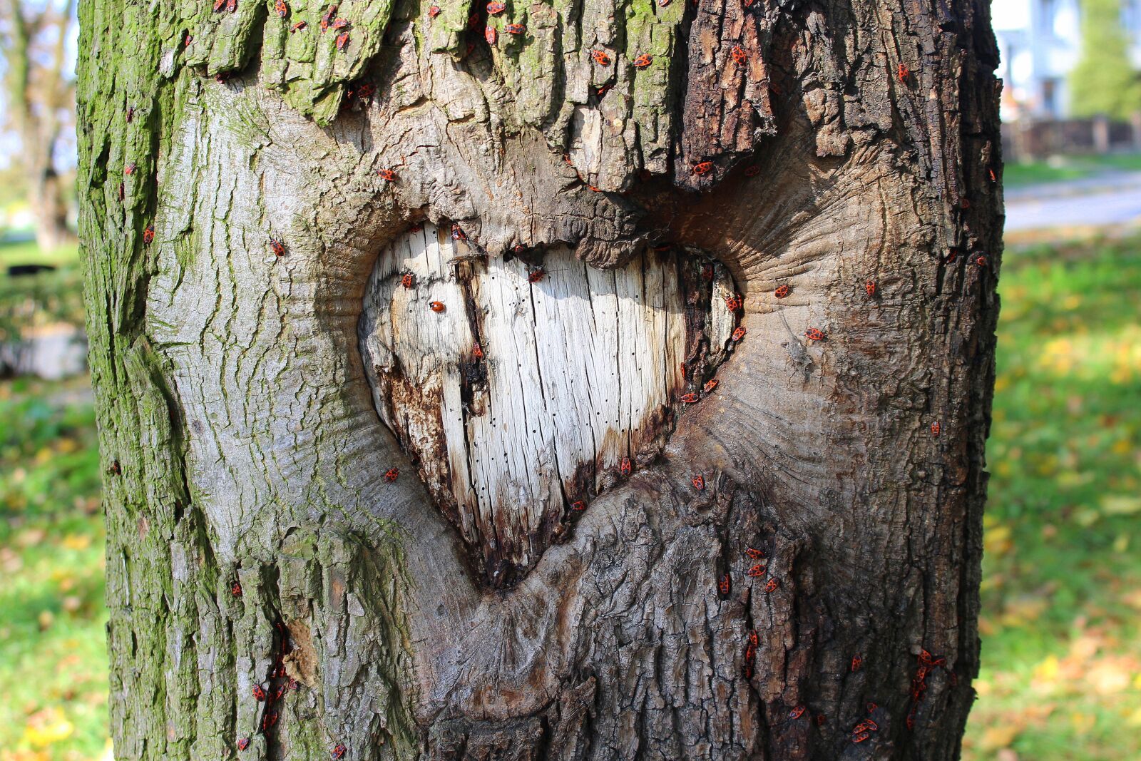 Canon EOS 1200D (EOS Rebel T5 / EOS Kiss X70 / EOS Hi) sample photo. Heart, tree, nature photography